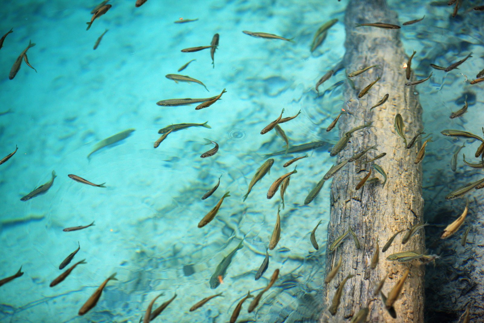 photo,material,free,landscape,picture,stock photo,Creative Commons,Jiuzhaigou Kumanekoumi, , , ,