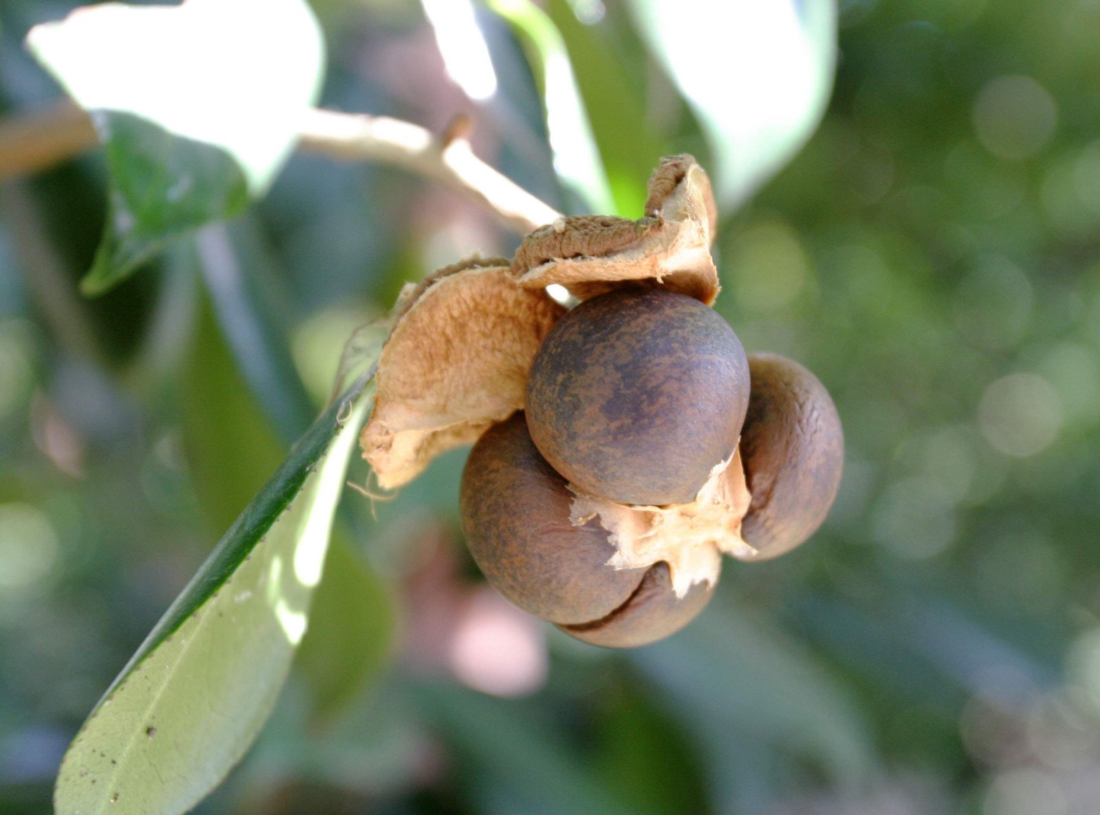 photo,material,free,landscape,picture,stock photo,Creative Commons,Camellia seeds, seed, camellia, ,