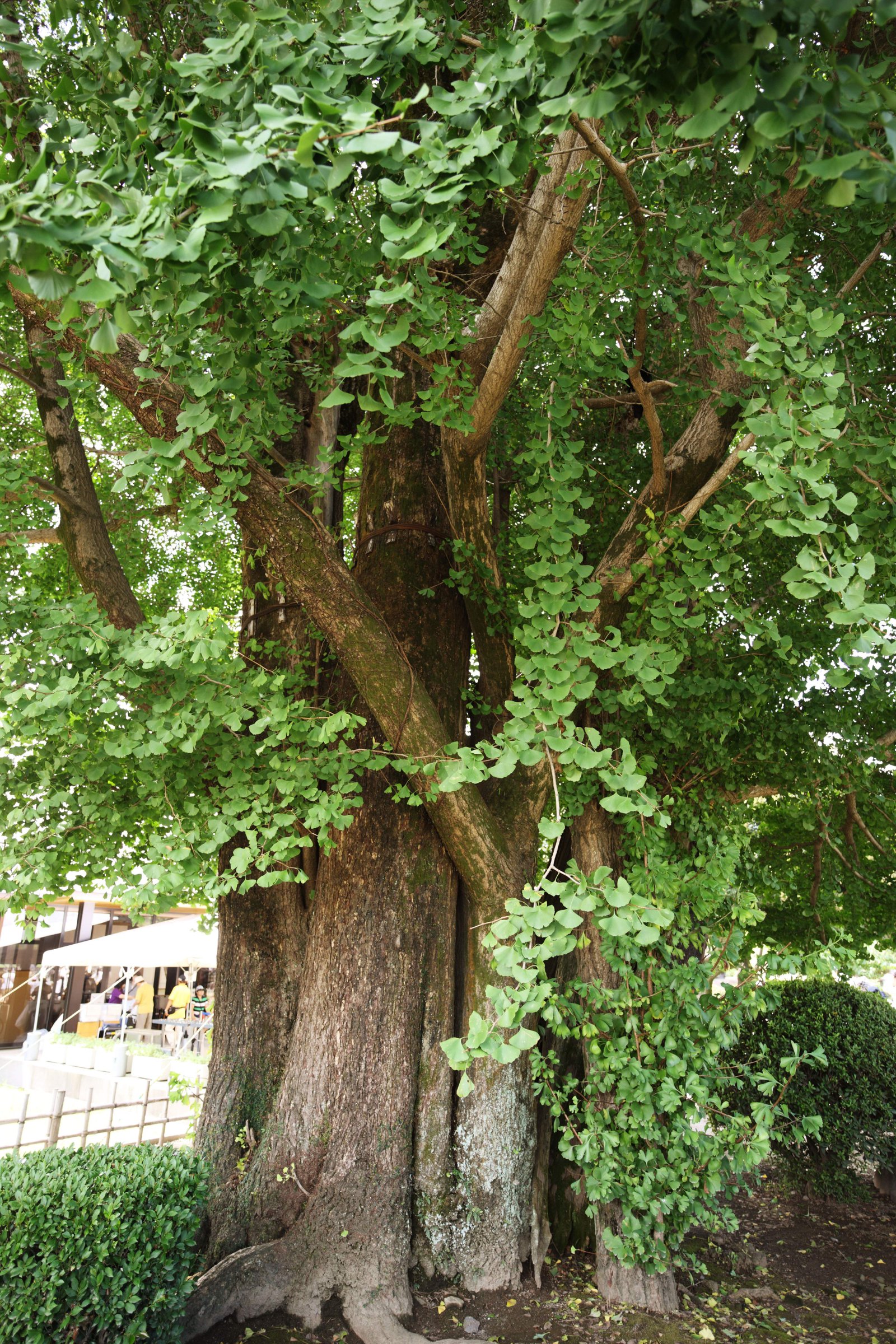 �ʐ^,�f��,����,�t���[,�t�H�g,�N���G�C�e�B�u�E�R�����Y,���i,�ǎ�,�F�{��ɂ�, , , , 