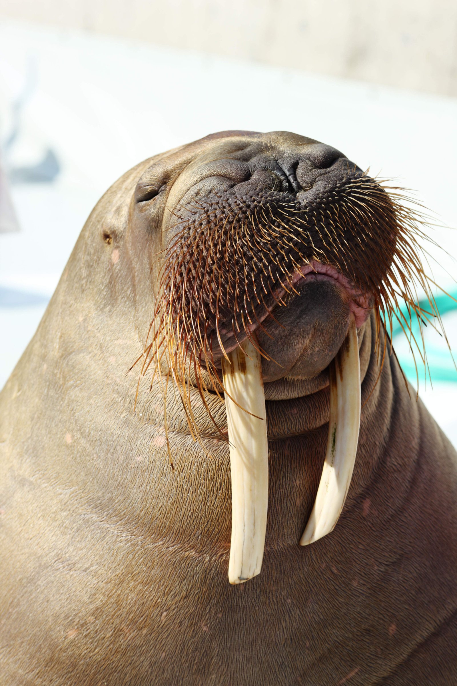 �ʐ^,�f��,����,�t���[,�t�H�g,�N���G�C�e�B�u�E�R�����Y,���i,�ǎ�,�Z�C�E�`, , , , 