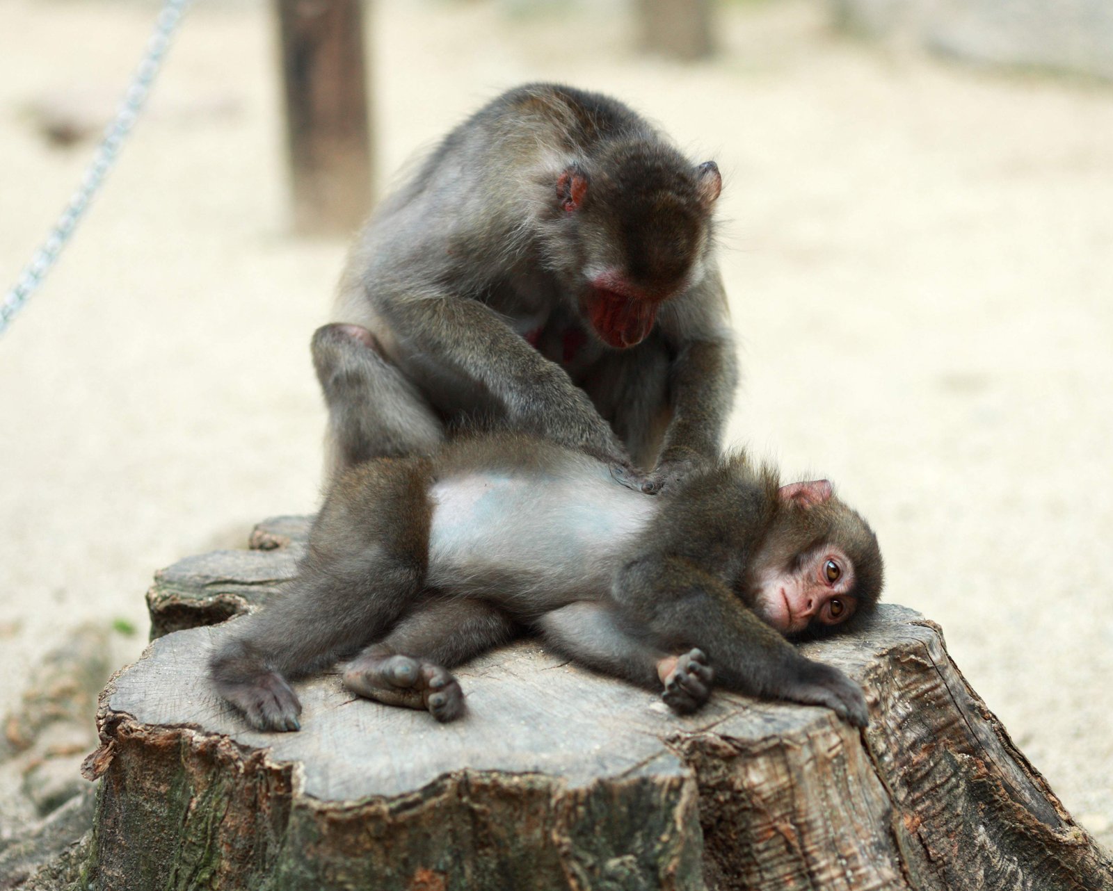 �ʐ^,�f��,����,�t���[,�t�H�g,�N���G�C�e�B�u�E�R�����Y,���i,�ǎ�,�j�z���U���̐Ԃ����, , , , 