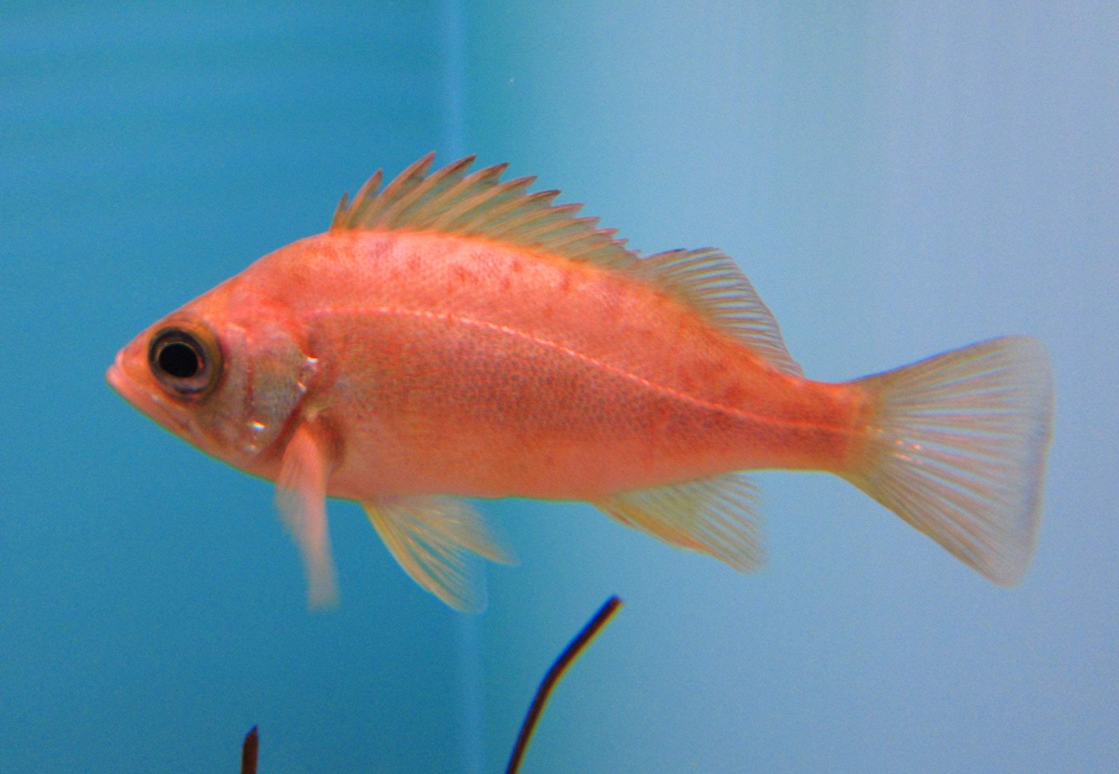 �ʐ^,�f��,����,�t���[,�t�H�g,�N���G�C�e�B�u�E�R�����Y,���i,�ǎ�,�啪, , , , 