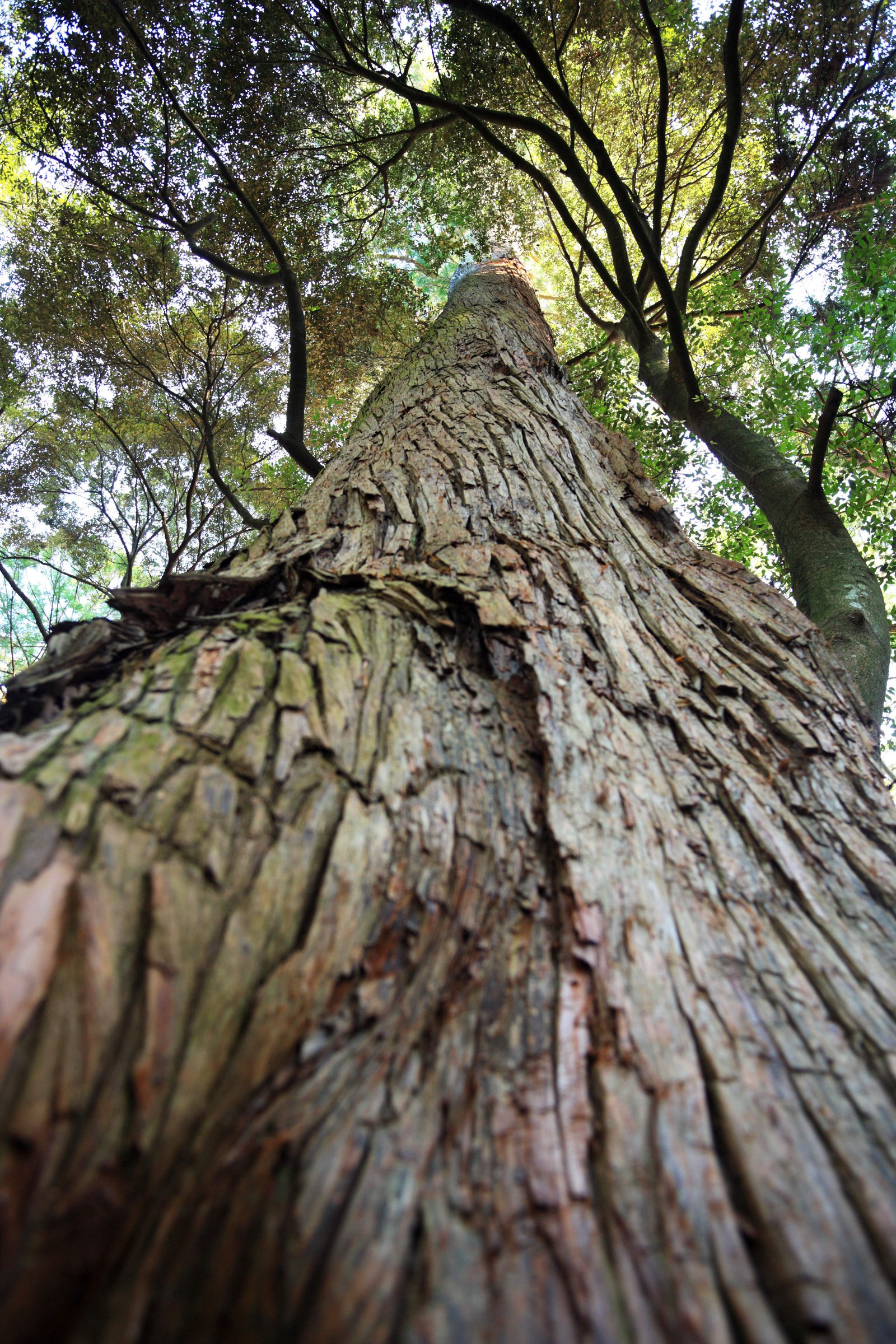 photo,material,free,landscape,picture,stock photo,Creative Commons,The inner shrine of Ise, , , ,