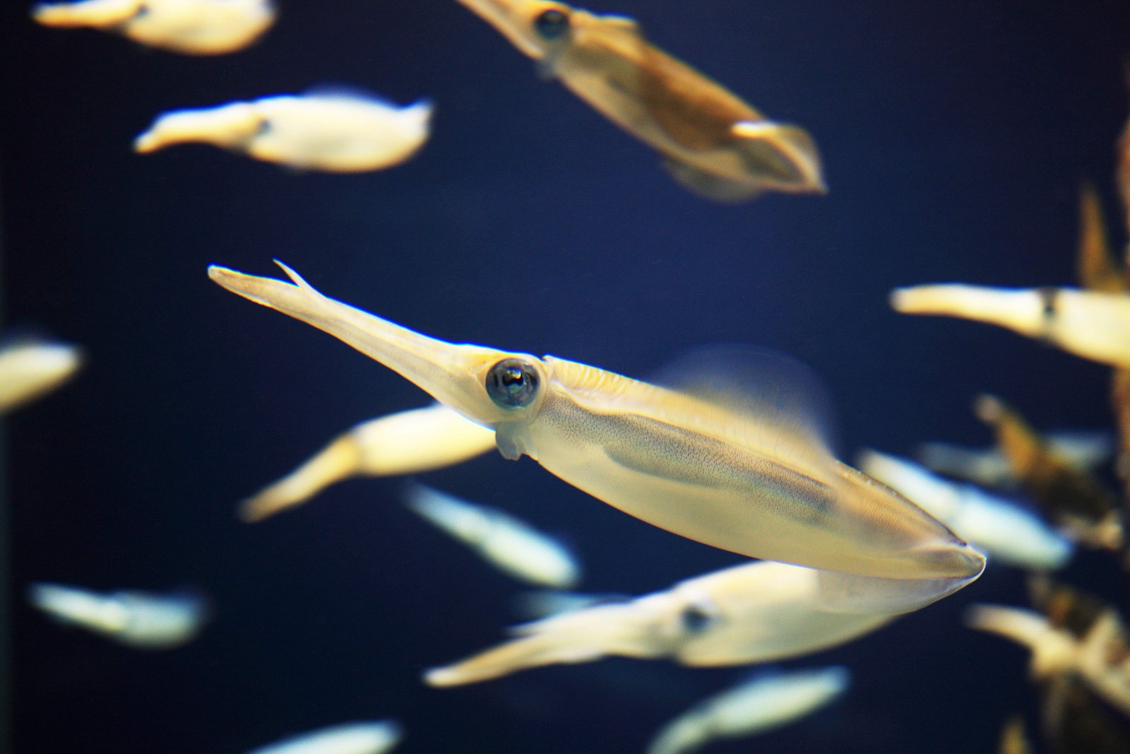 �ʐ^,�f��,����,�t���[,�t�H�g,�N���G�C�e�B�u�E�R�����Y,���i,�ǎ�,�A�I���C�J, , , , 