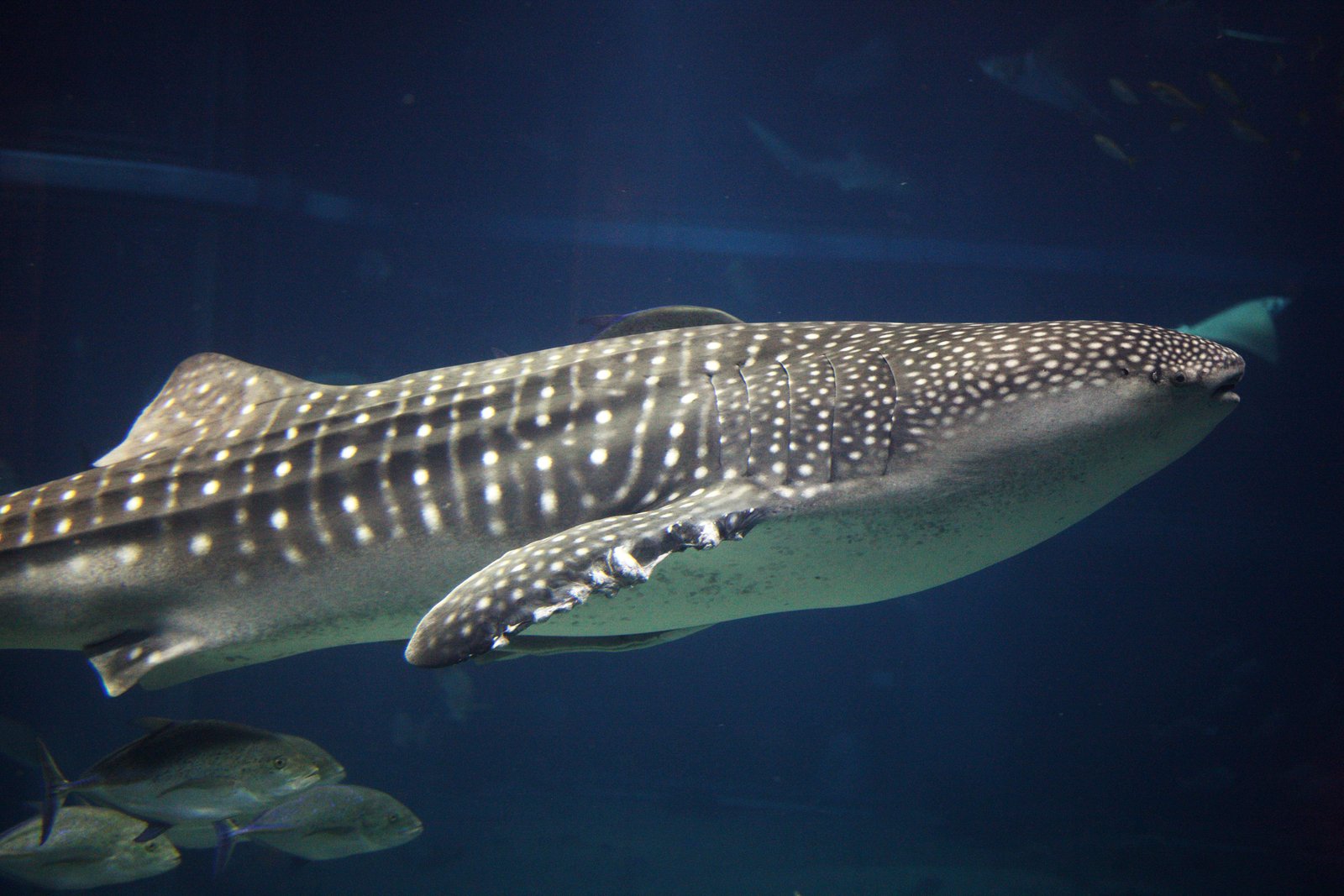 �ʐ^,�f��,����,�t���[,�t�H�g,�N���G�C�e�B�u�E�R�����Y,���i,�ǎ�,�W���x�C�U��, , , , 