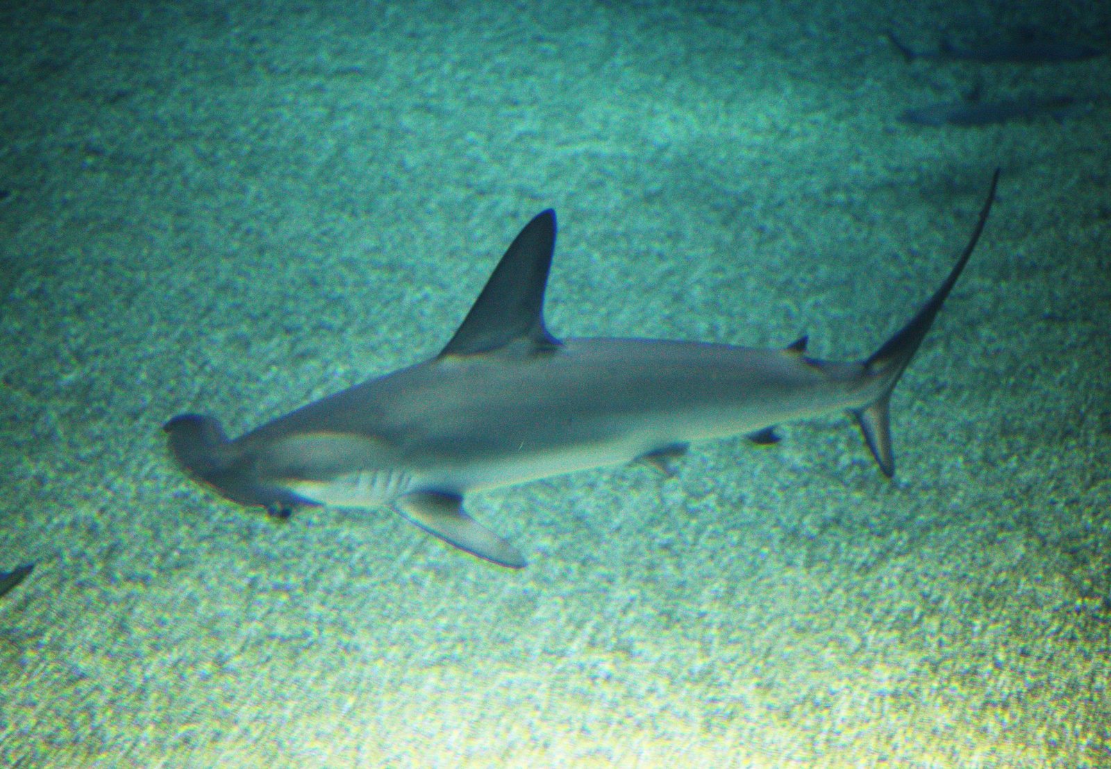 photo,material,free,landscape,picture,stock photo,Creative Commons,Hammerhead sharks, , , , 