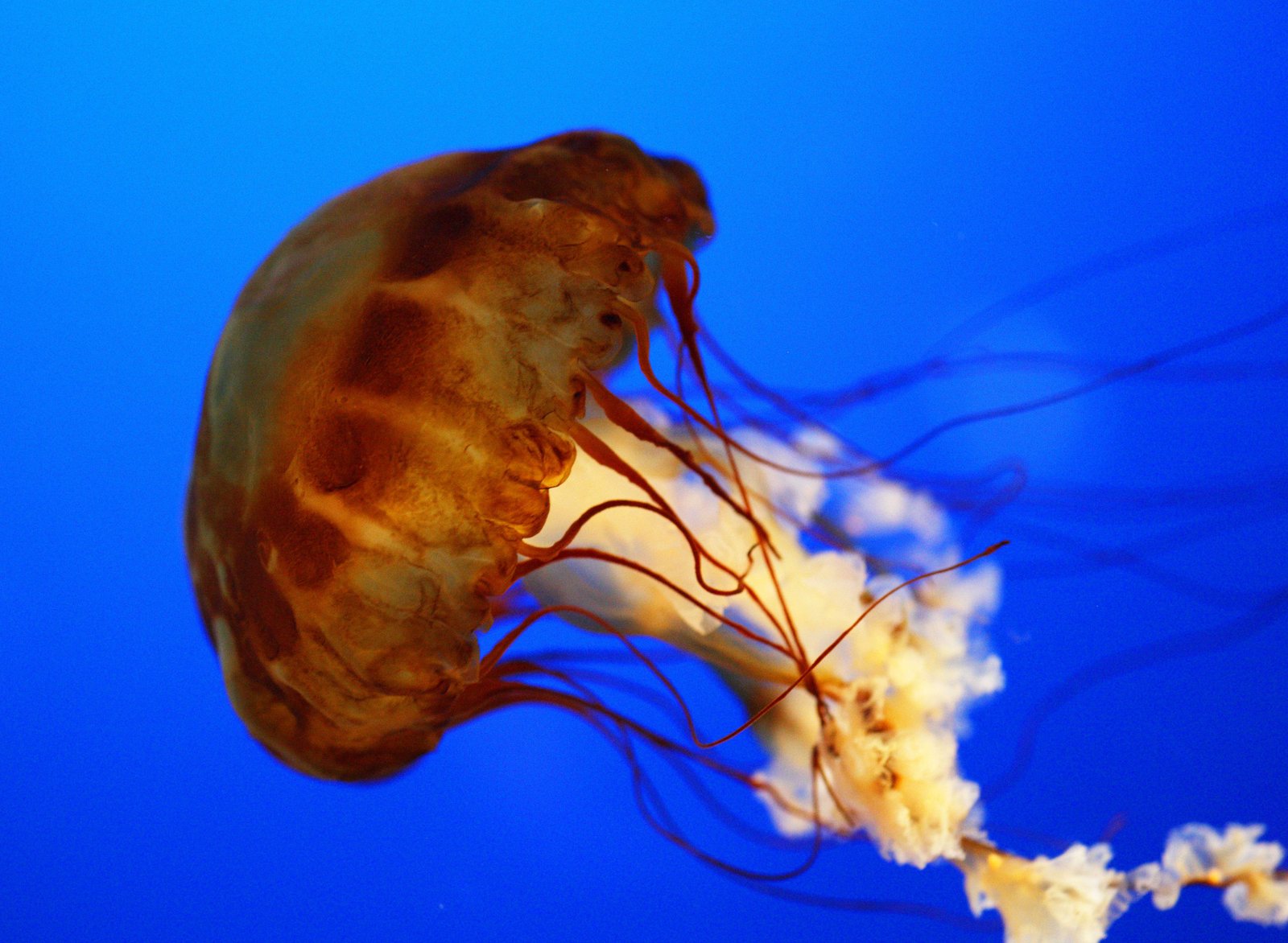 photo,material,free,landscape,picture,stock photo,Creative Commons,Pacific sea net le, , , ,