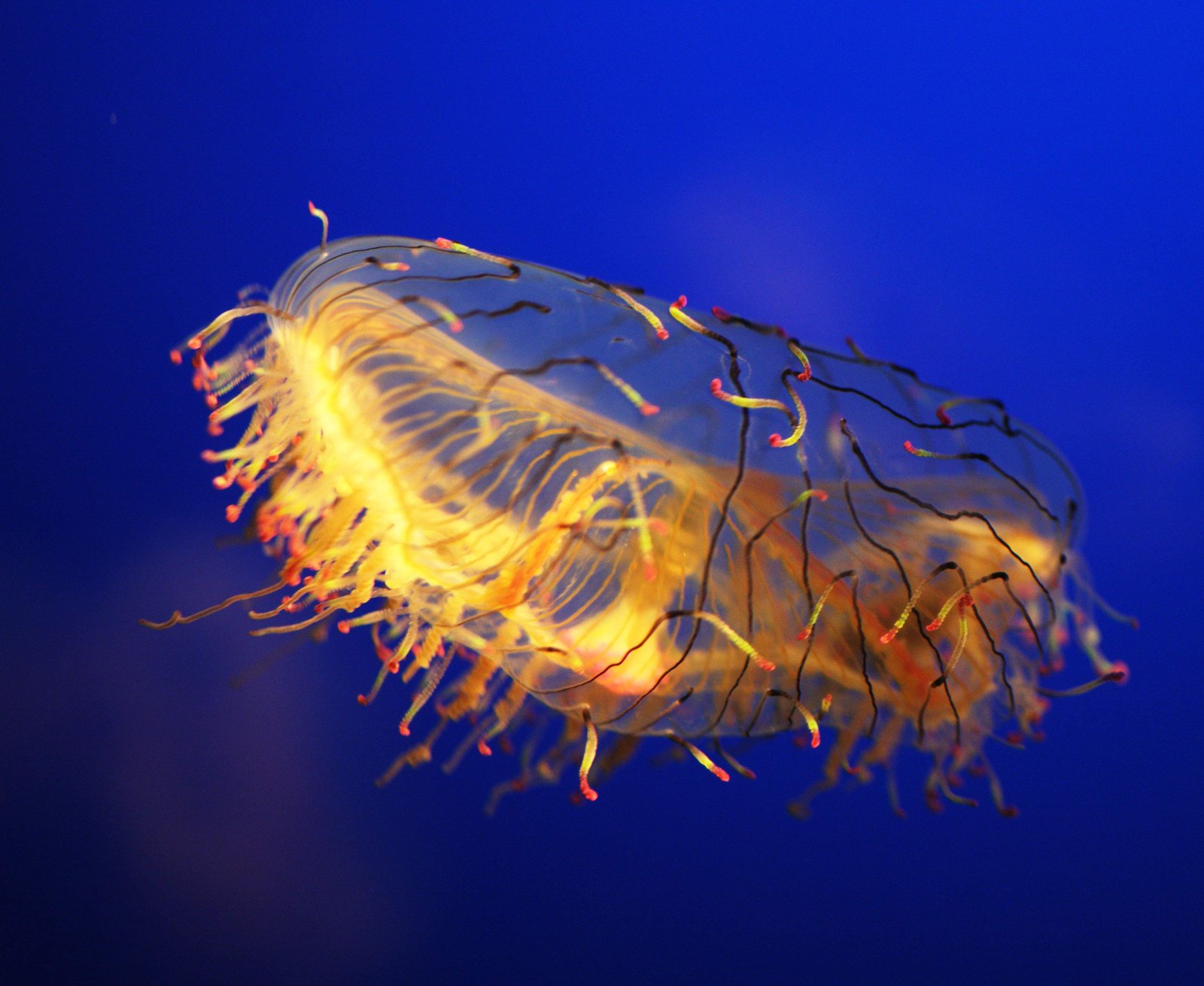 photo,material,free,landscape,picture,stock photo,Creative Commons,Hana Vallelunga Sakura Aegean, , , , 