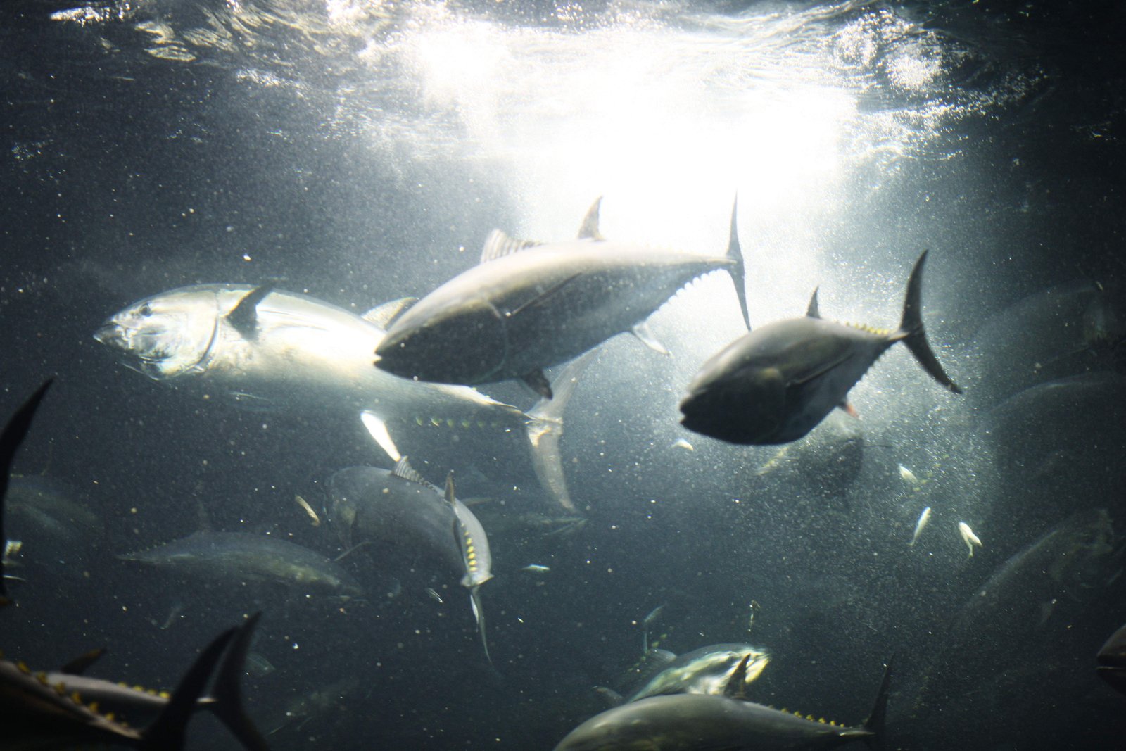 �ʐ^,�f��,����,�t���[,�t�H�g,�N���G�C�e�B�u�E�R�����Y,���i,�ǎ�,�}�O��, , , , 