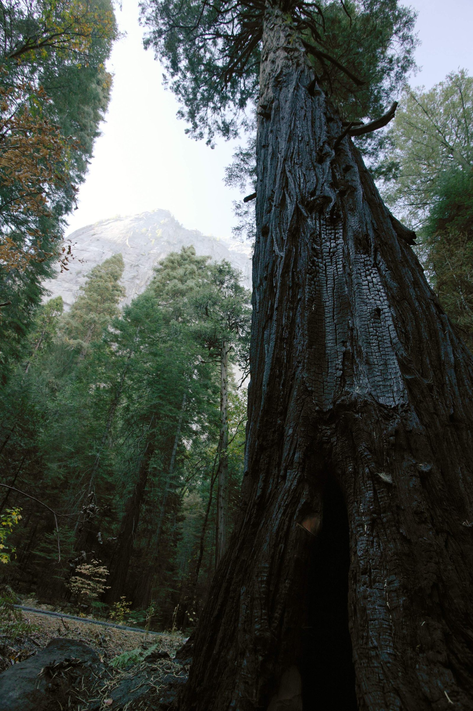 photo,material,free,landscape,picture,stock photo,Creative Commons,Burnt tree, cliff, rock, Granite, big tree