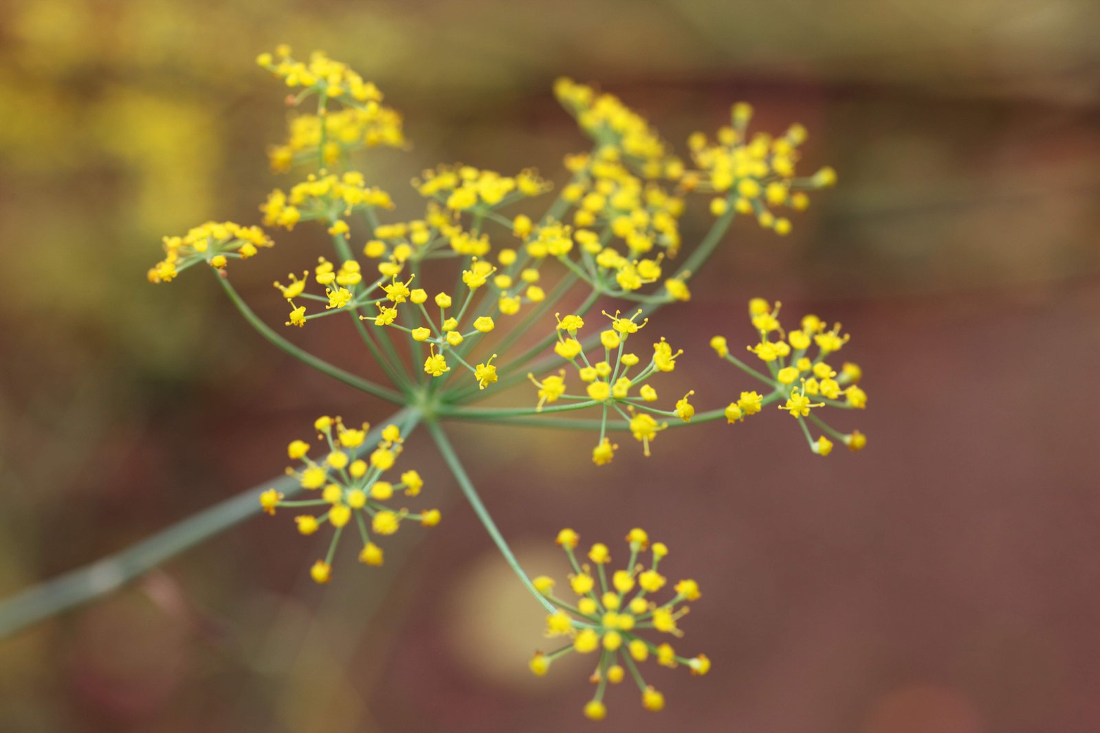 �ʐ^,�f��,����,�t���[,�t�H�g,�N���G�C�e�B�u�E�R�����Y,���i,�ǎ�,�X�e�r�A, , , , 