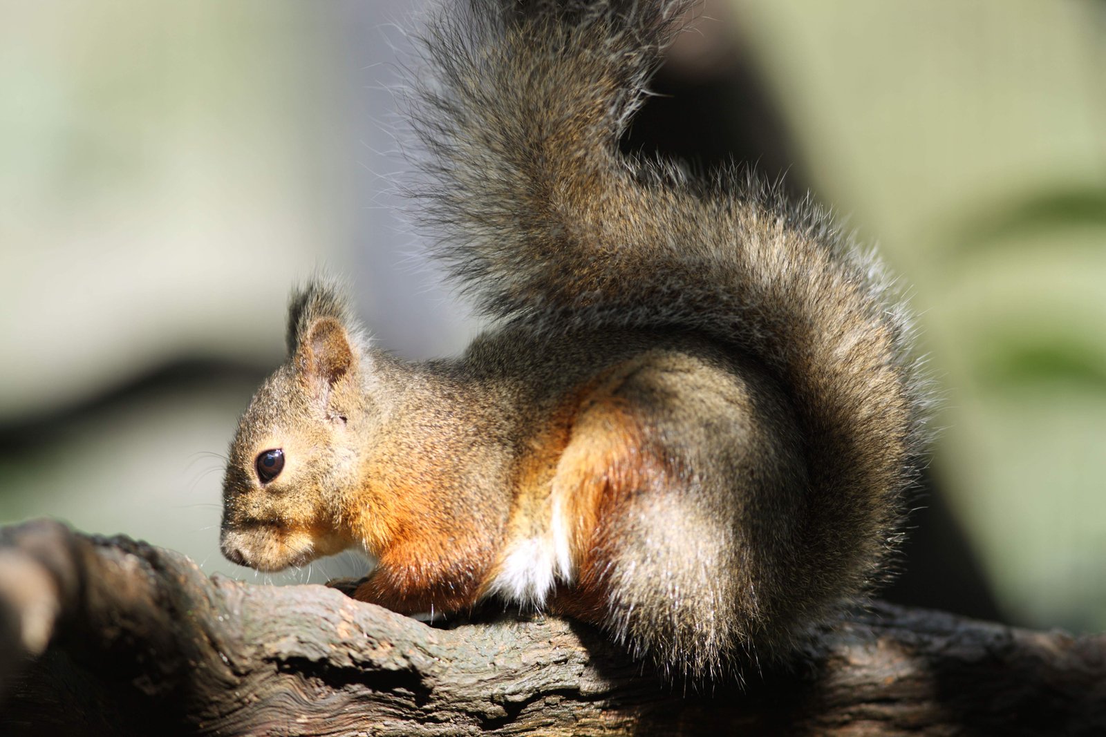 photo,material,free,landscape,picture,stock photo,Creative Commons,Taiwanese squirrel, , , , 