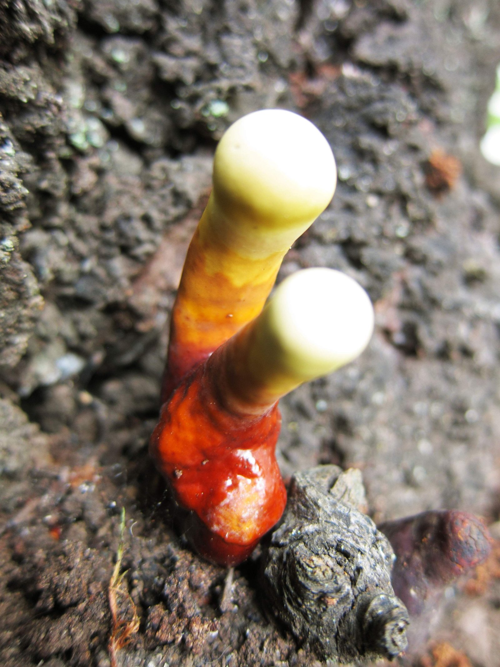 �ʐ^,�f��,����,�t���[,�t�H�g,�N���G�C�e�B�u�E�R�����Y,���i,�ǎ�,�L�m�R, , , , 