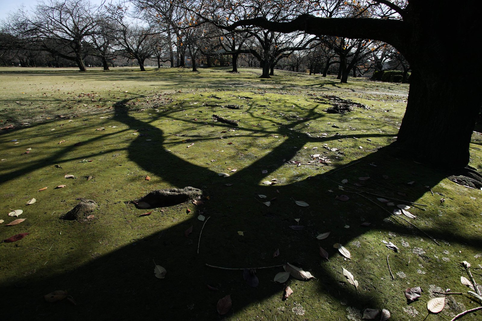 �ʐ^,�f��,����,�t���[,�t�H�g,�N���G�C�e�B�u�E�R�����Y,���i,�ǎ�,���؂̃V���G�b�g, �n��, �}, ���t, �R�P