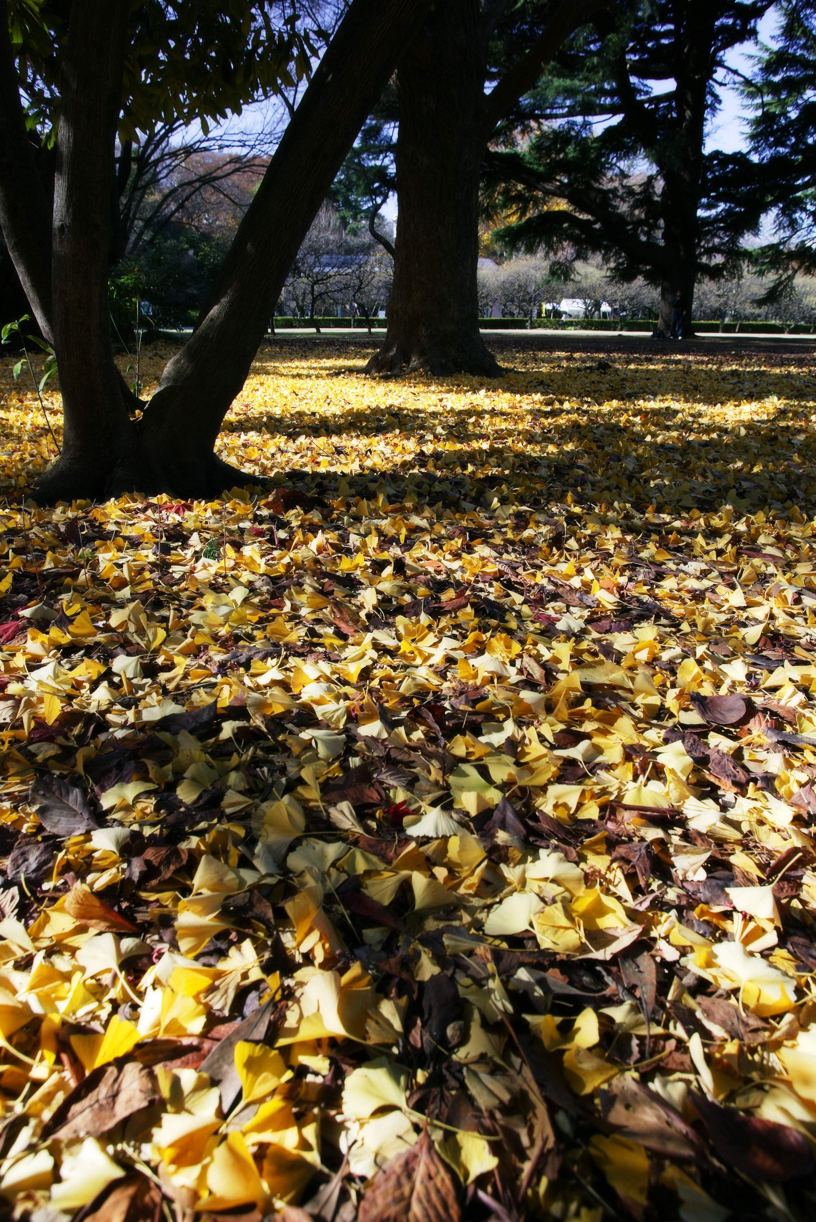 photo,material,free,landscape,picture,stock photo,Creative Commons,A carpet of dead leaves, The ground, ginkgo, Fallen leaves,