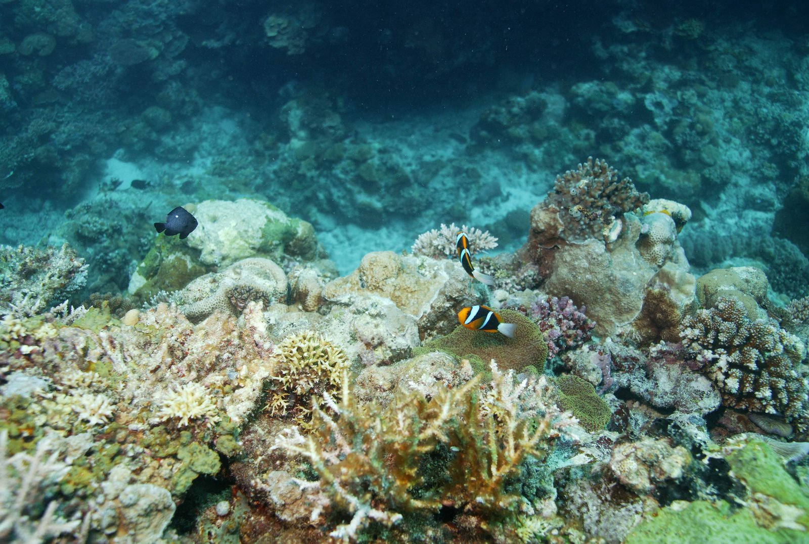 �ʐ^,�f��,����,�t���[,�t�H�g,�N���G�C�e�B�u�E�R�����Y,���i,�ǎ�,�N�}�m�~, �N�}�m�~, �j��, �������񂿂Ⴍ, �����ʐ^