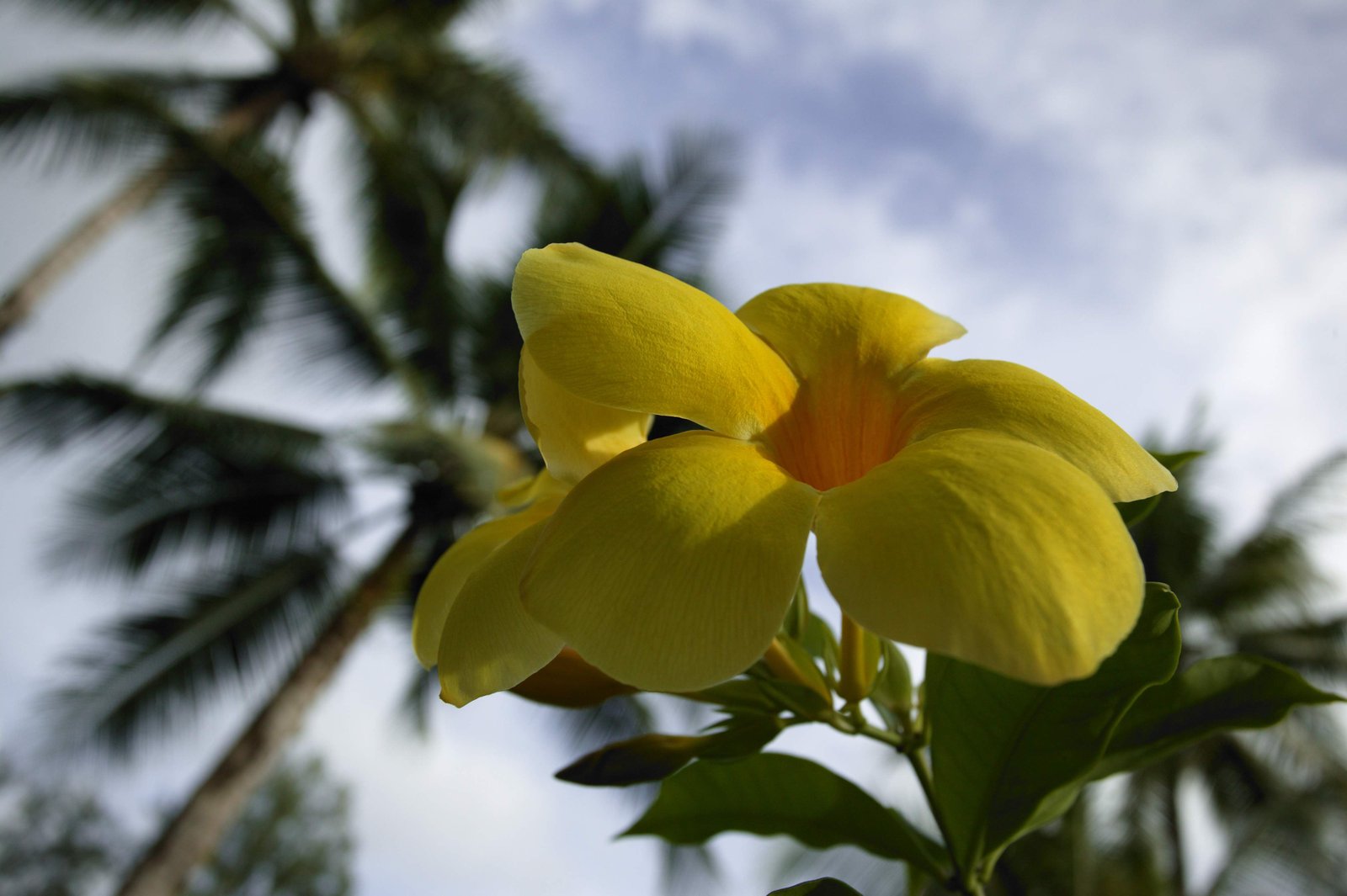 photo,material,free,landscape,picture,stock photo,Creative Commons,The sky of a frangipani, frangipani, Yellow, petal,