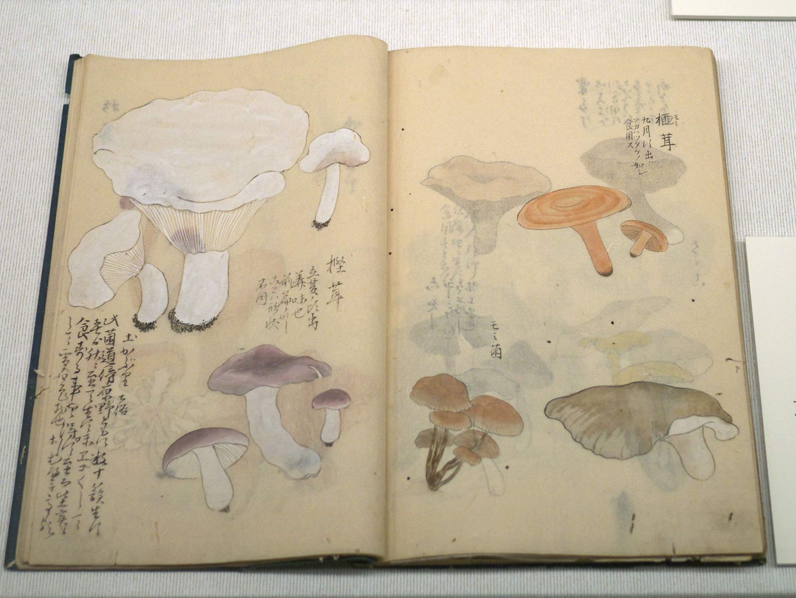 �ʐ^,�f��,����,�t���[,�t�H�g,�N���G�C�e�B�u�E�R�����Y,���i,�ǎ�,�ە�, , , , 