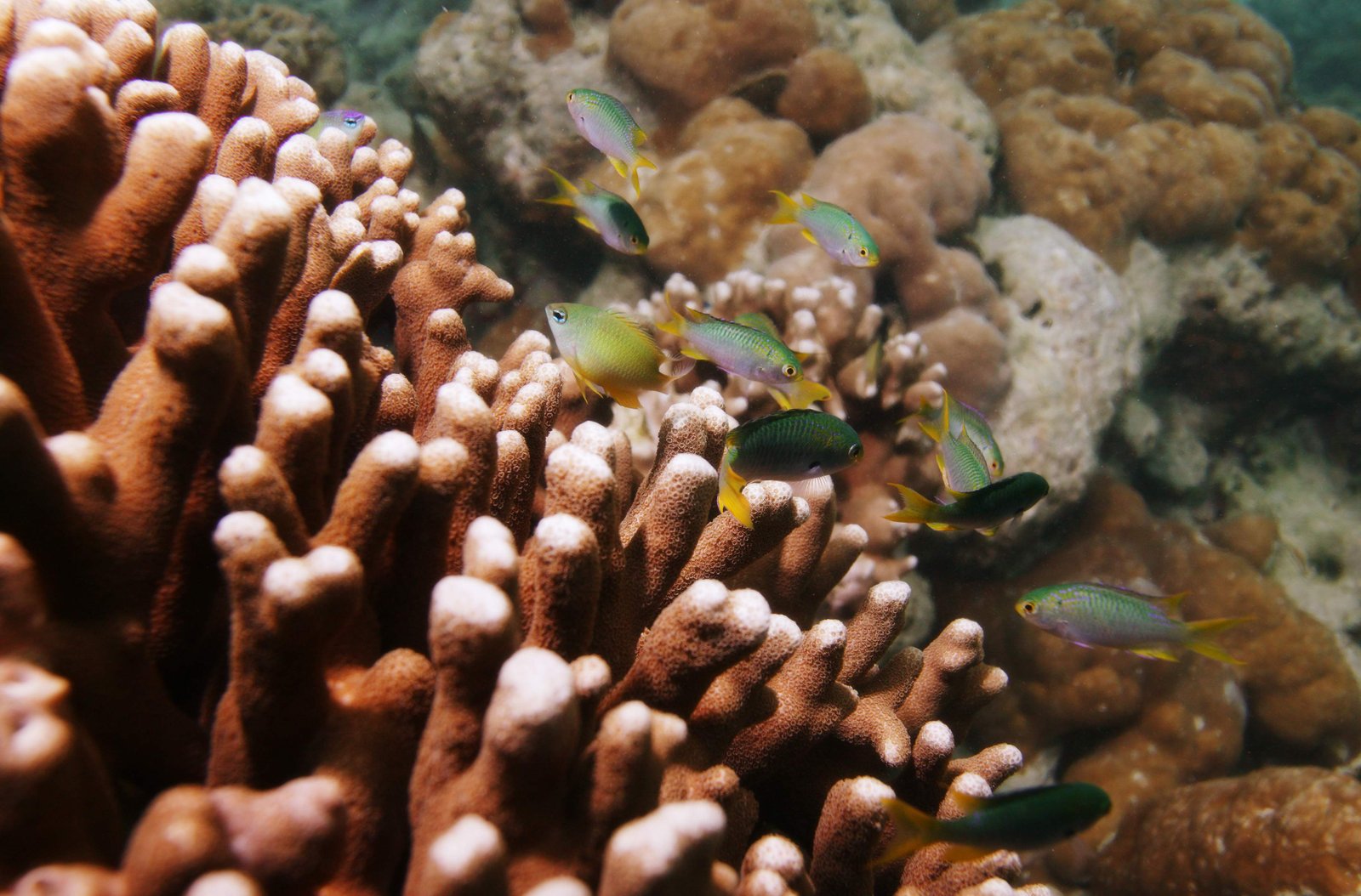 photo,material,free,landscape,picture,stock photo,Creative Commons,Coral and tropical fish, Tropical fish, , Coral, 