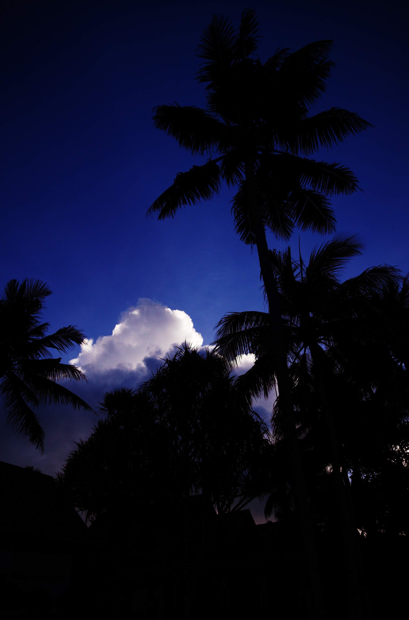 �ʐ^,�f��,����,�t���[,�t�H�g,�N���G�C�e�B�u�E�R�����Y,���i,�ǎ�,�P����_�ƃ��V, ���q, �_, ���V, ��