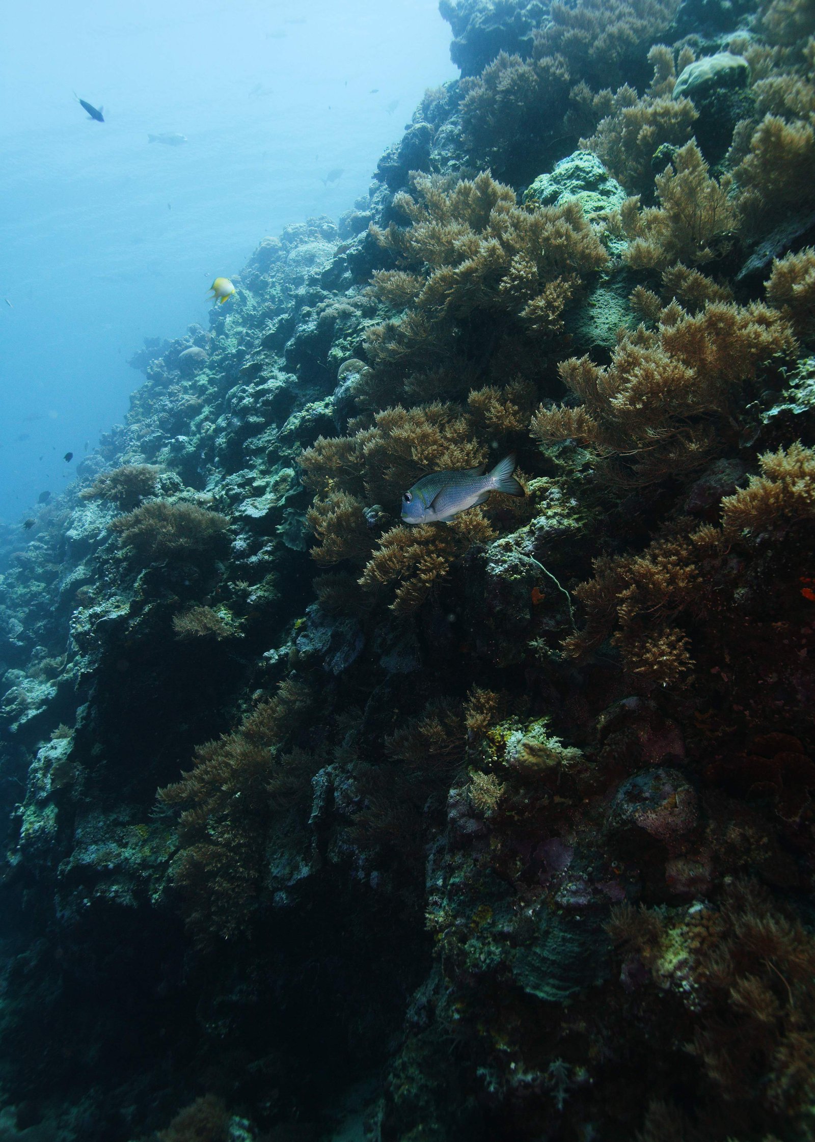 photo,material,free,landscape,picture,stock photo,Creative Commons,An underwater cliff, fish, Coral, , cliff
