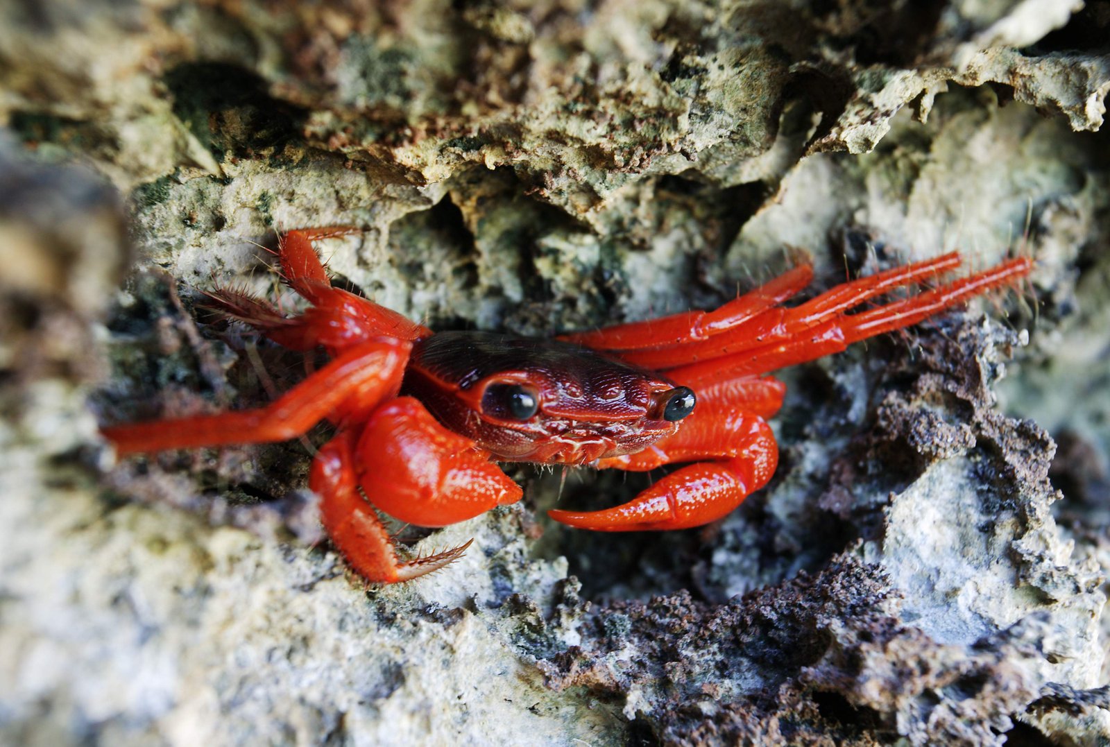 �ʐ^,�f��,����,�t���[,�t�H�g,�N���G�C�e�B�u�E�R�����Y,���i,�ǎ�,�Ԃ��J�j, ����, �I, �J�j, �C��