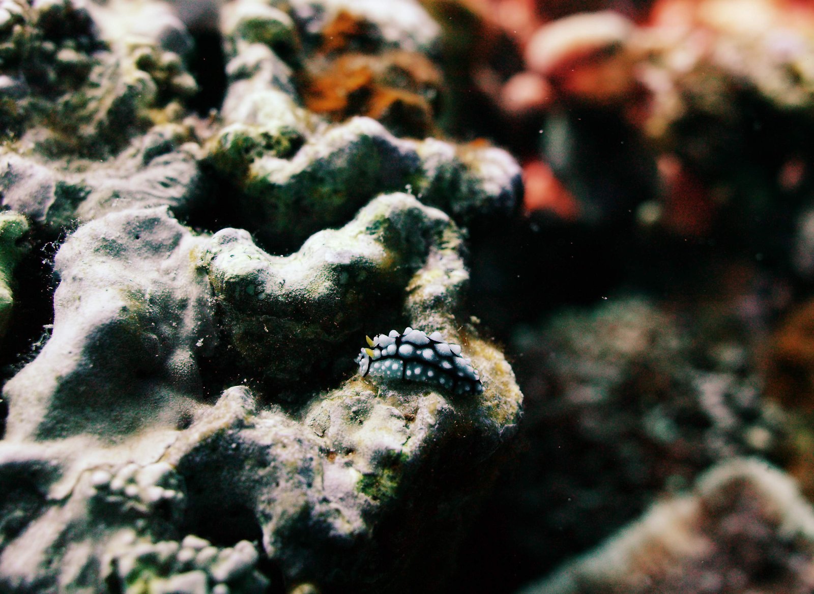 photo,material,free,landscape,picture,stock photo,Creative Commons,A sea slug, seslug, Coral, In the sea, underwater photograph