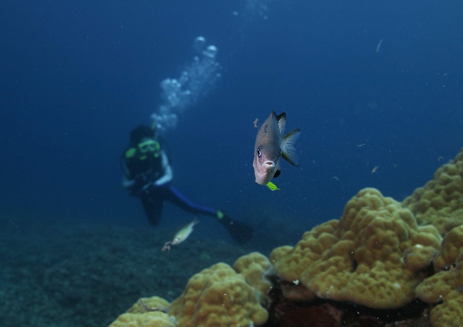 photo,material,free,landscape,picture,stock photo,Creative Commons,Territory desperate defense, coral reef, Coral, In the sea, underwater photograph