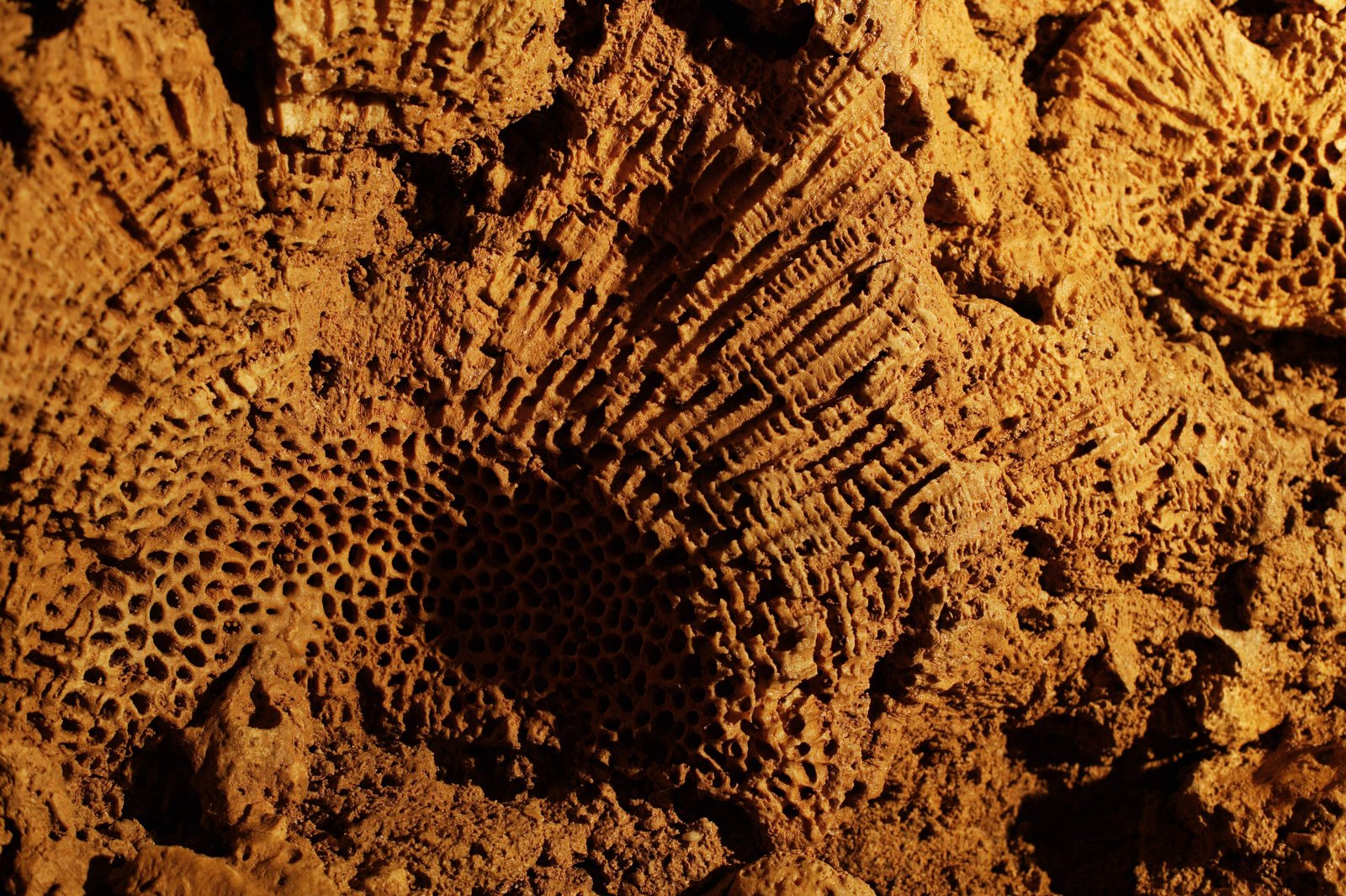 photo,material,free,landscape,picture,stock photo,Creative Commons,A fossil of coral, stalactite cave, Stalactite, Limestone, Coral