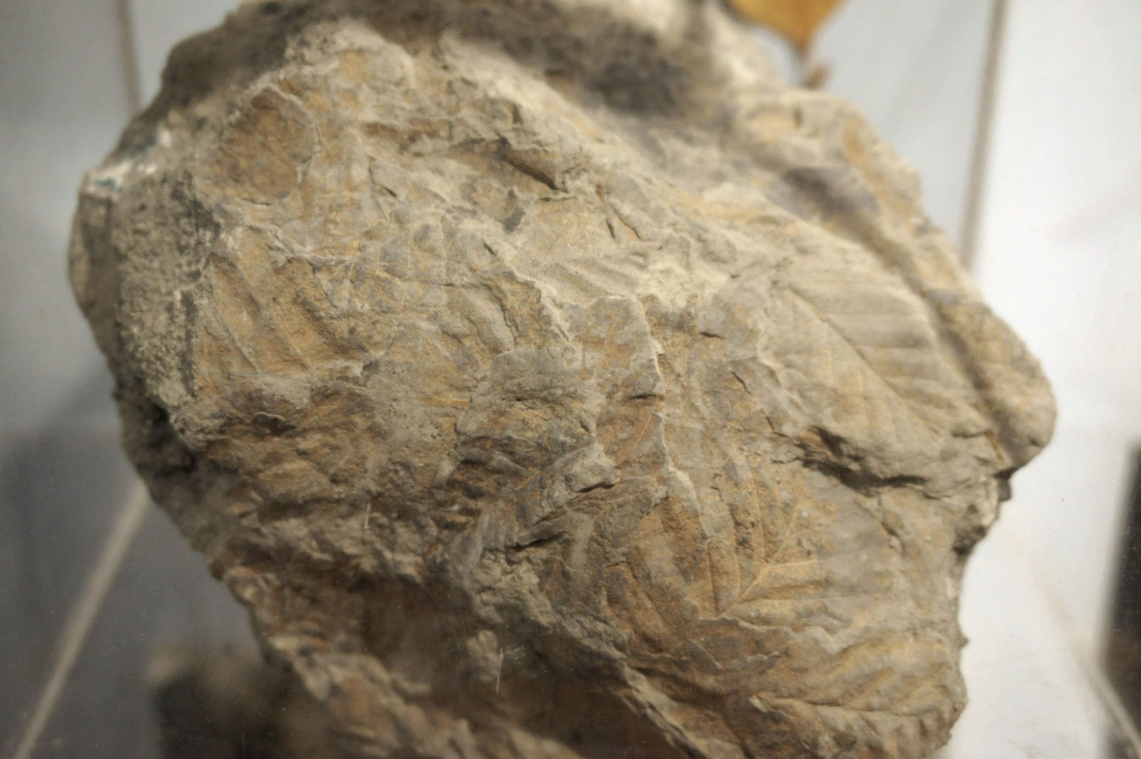 �ʐ^,�f��,����,�t���[,�t�H�g,�N���G�C�e�B�u�E�R�����Y,���i,�ǎ�,��ɂ̐�, , , , 