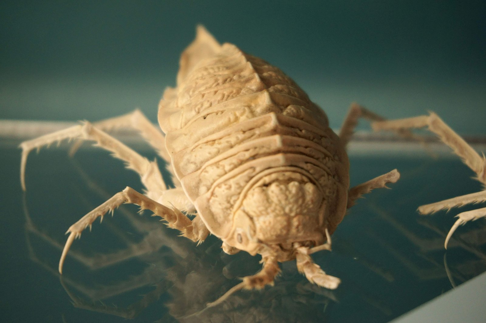 �ʐ^,�f��,����,�t���[,�t�H�g,�N���G�C�e�B�u�E�R�����Y,���i,�ǎ�,Isopod, , , , 