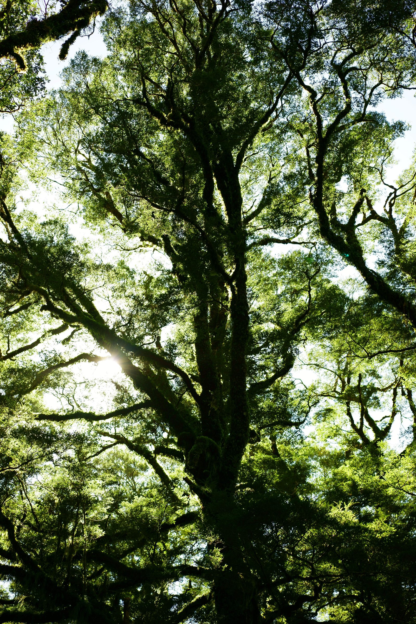 photo,material,free,landscape,picture,stock photo,Creative Commons,Primeval Forest, , , ,