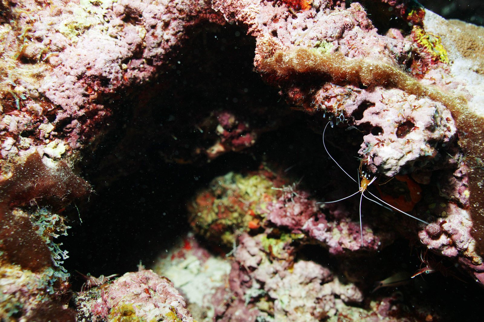 �ʐ^,�f��,����,�t���[,�t�H�g,�N���G�C�e�B�u�E�R�����Y,���i,�ǎ�,�G�r�̃q�Q, �G�r, ����, �C�V, ���