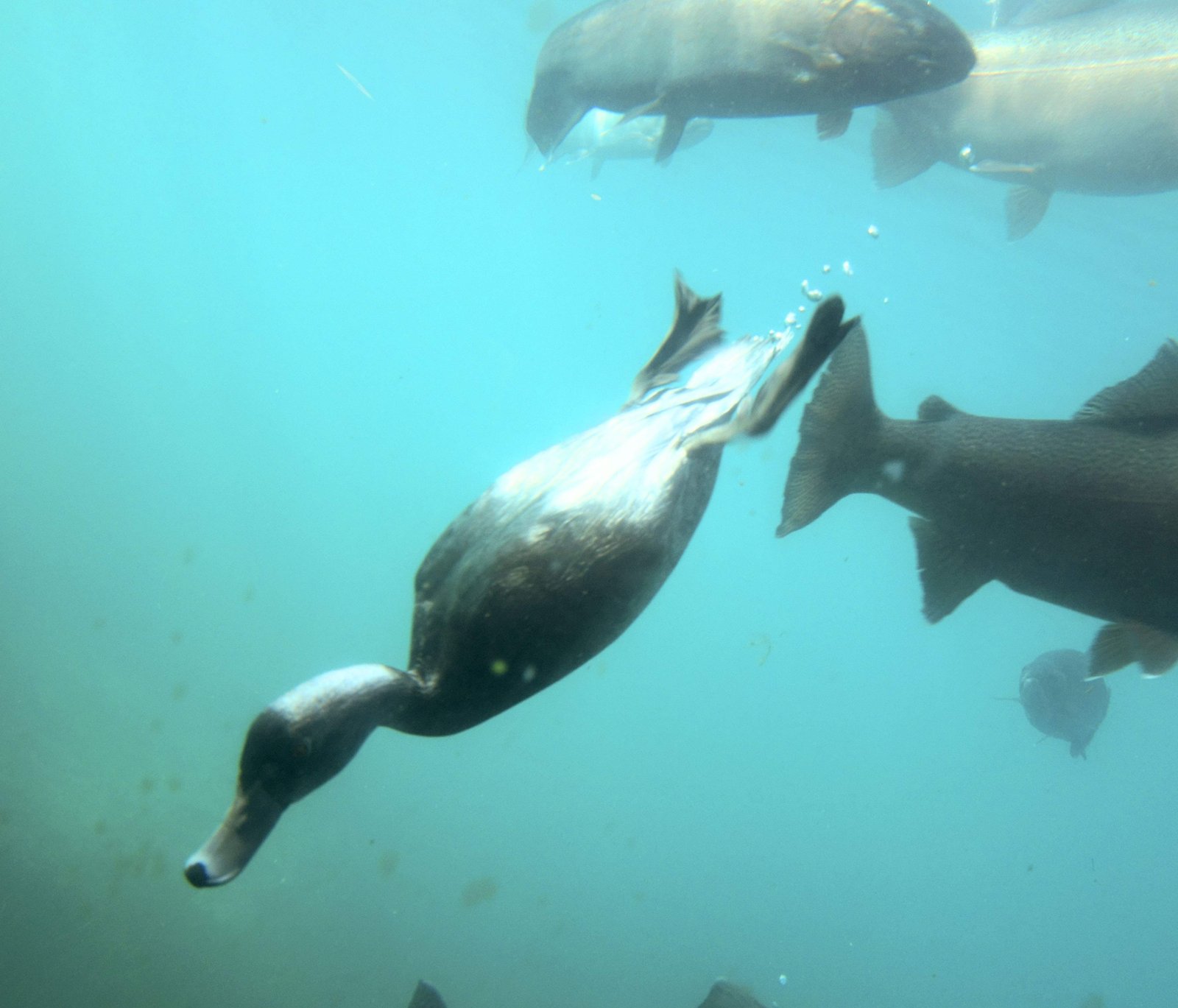 photo,material,free,landscape,picture,stock photo,Creative Commons,Ducks, , , ,