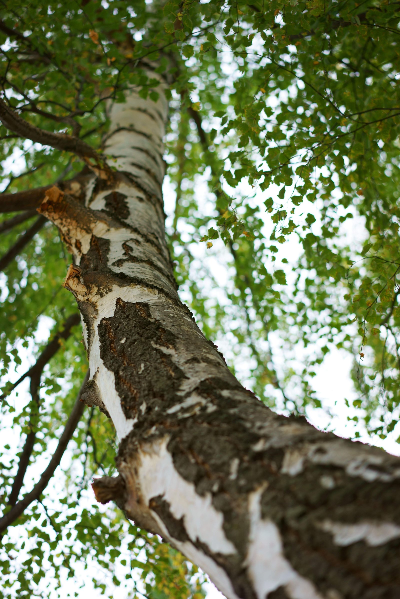 photo,material,free,landscape,picture,stock photo,Creative Commons,The white bark, , , ,