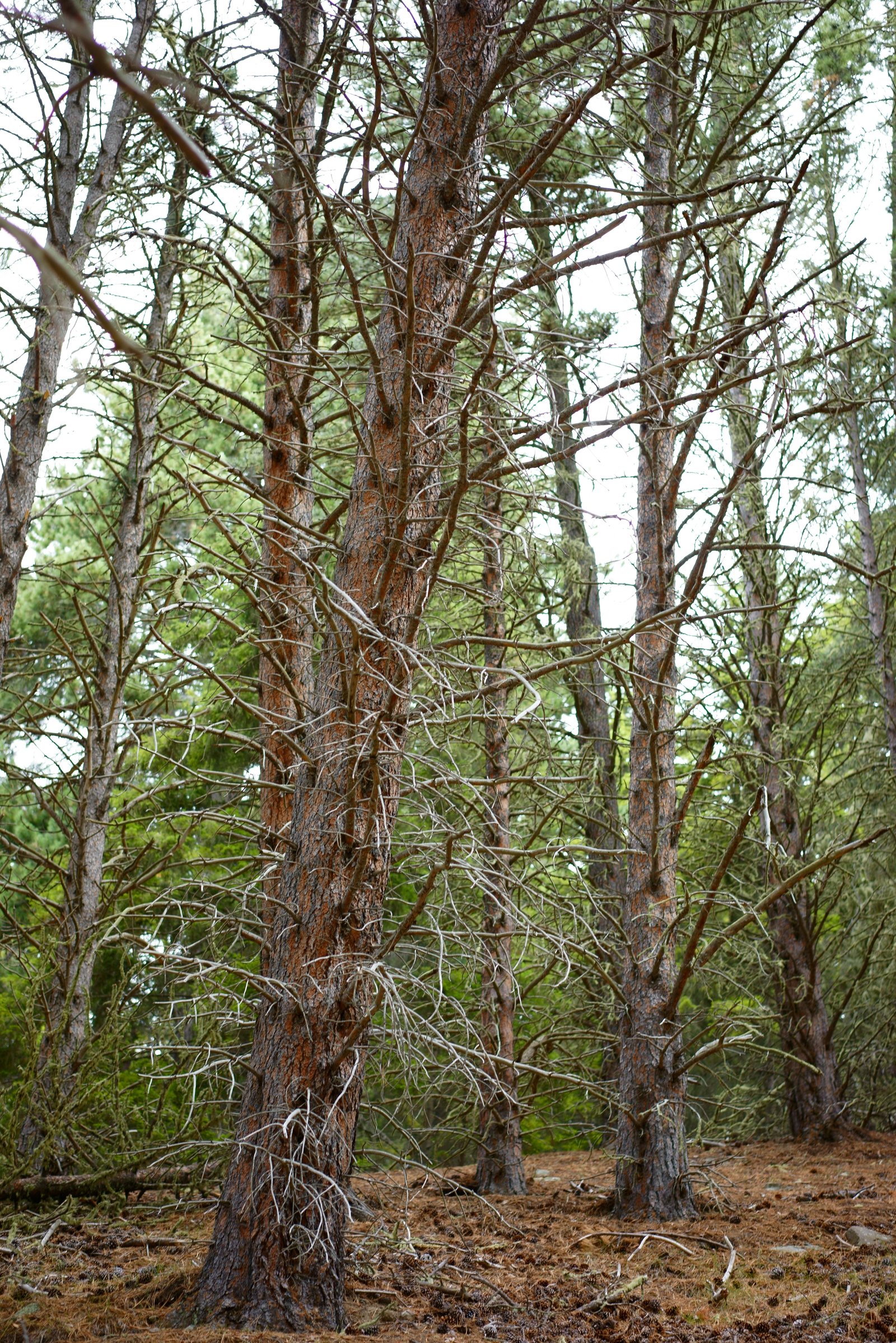 photo,material,free,landscape,picture,stock photo,Creative Commons,Withered branch of trees, , , ,