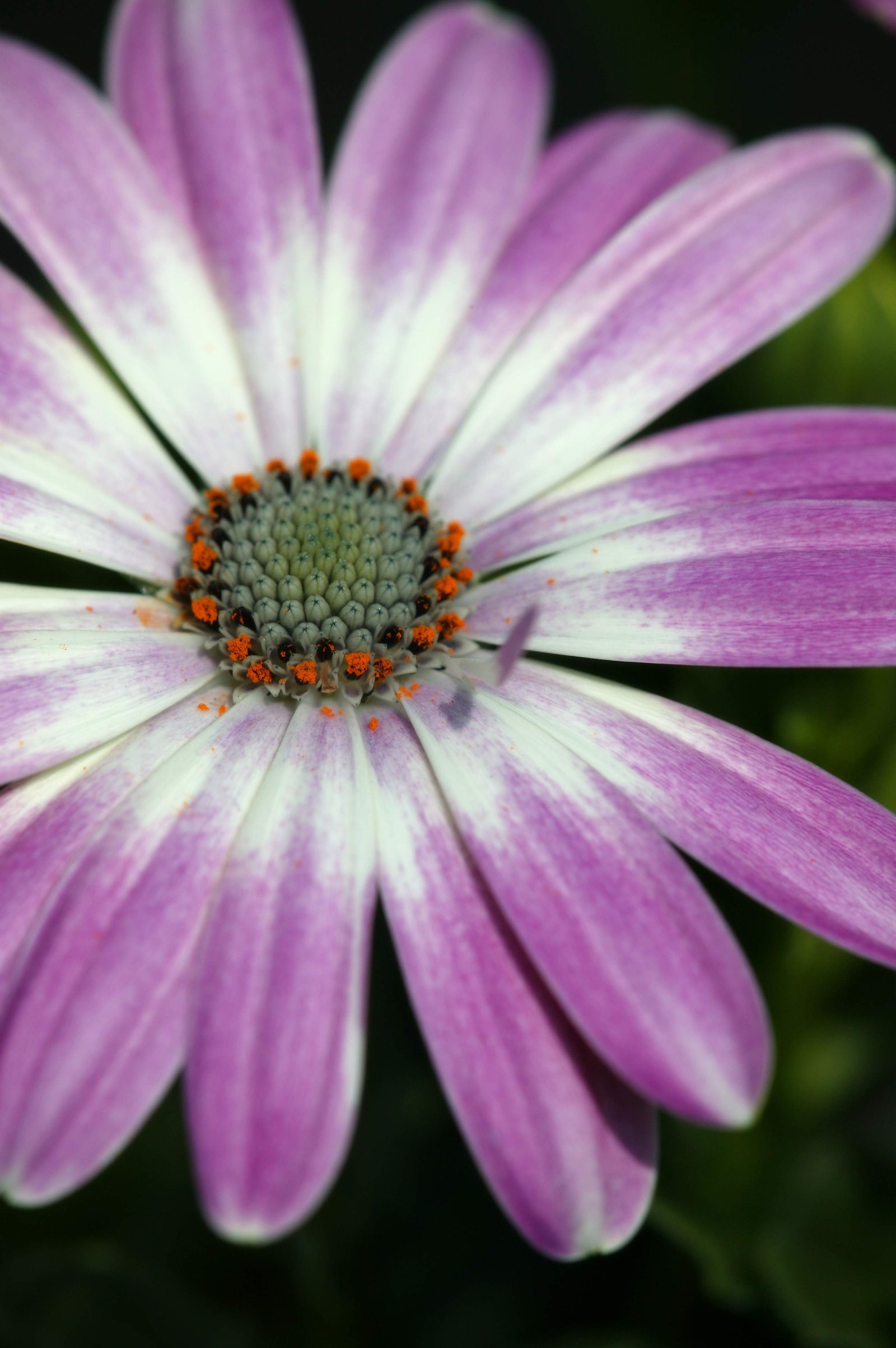 photo,material,free,landscape,picture,stock photo,Creative Commons,Purple flower and pollen, White, I am purple, Pollen, petal