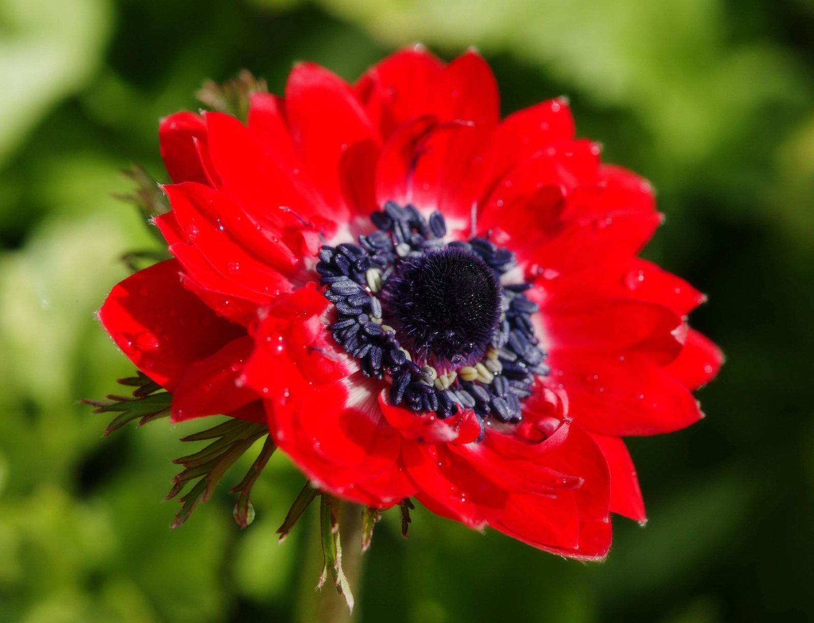 photo,material,free,landscape,picture,stock photo,Creative Commons,A red anemone, anemone, , petal, potted plant