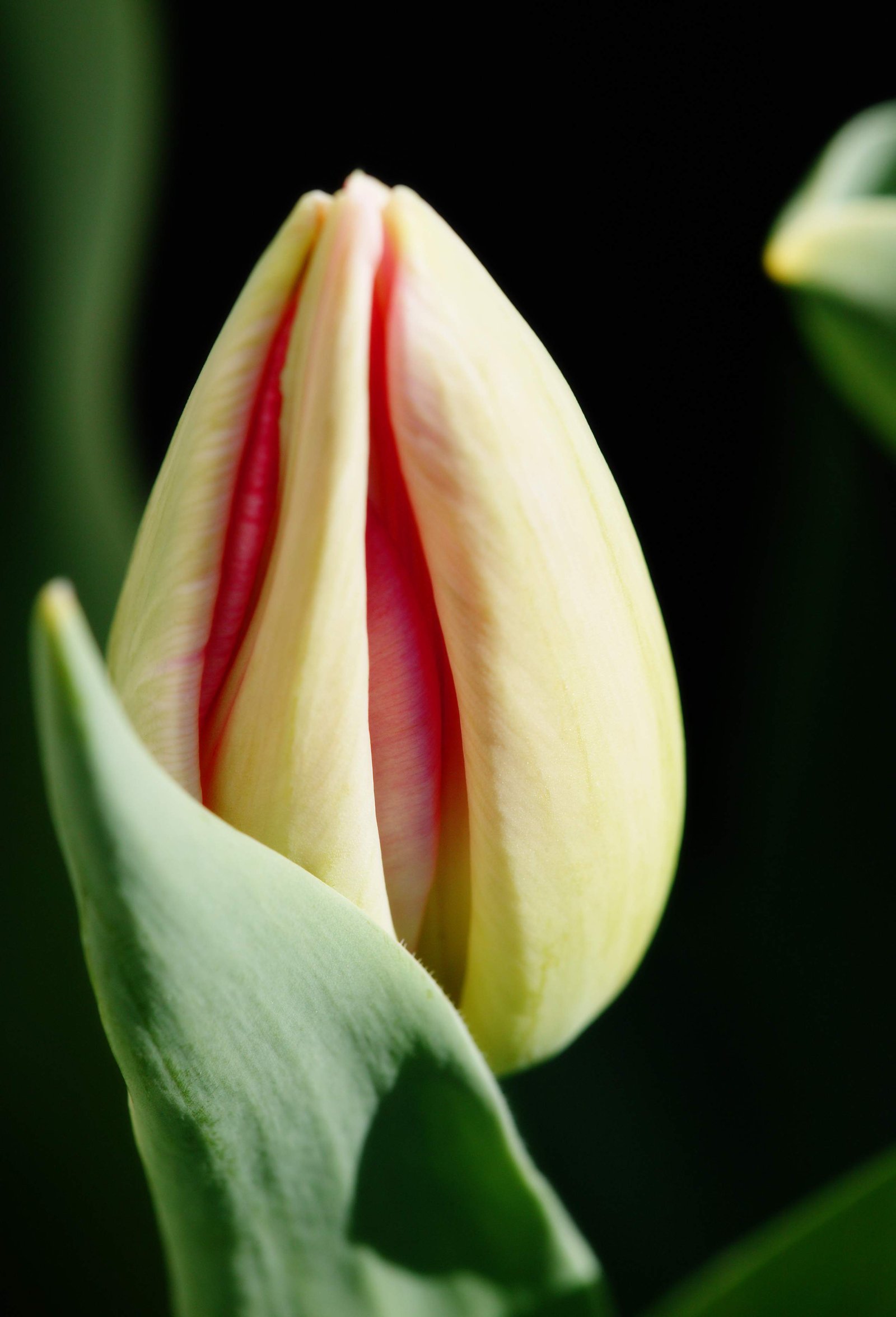 photo,material,free,landscape,picture,stock photo,Creative Commons,The �� petal which I hid, , tulip, petal, potted plant
