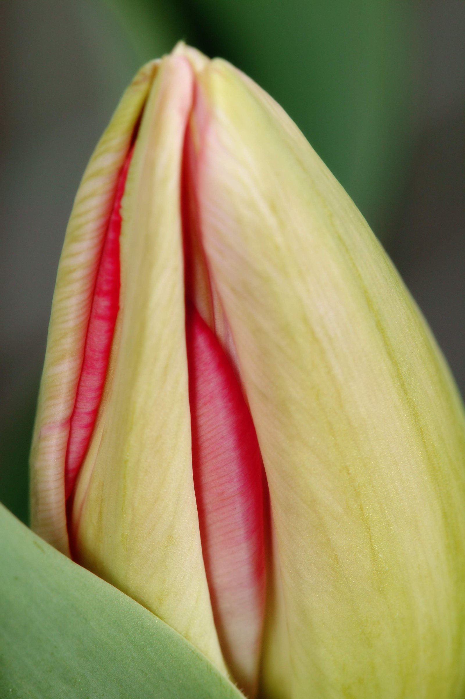 photo,material,free,landscape,picture,stock photo,Creative Commons,The �� petal which I hid, , tulip, petal, potted plant