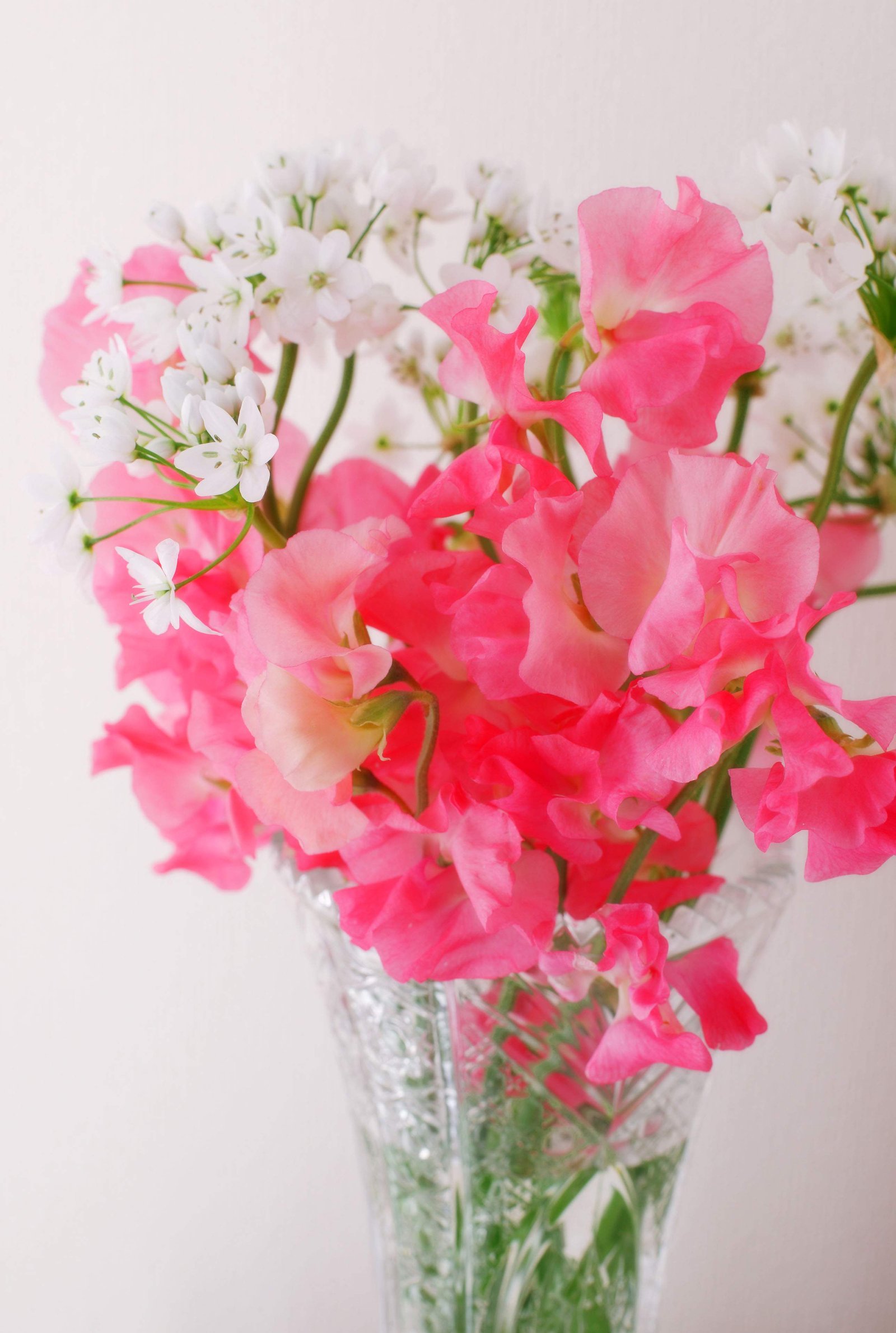 �ʐ^,�f��,����,�t���[,�t�H�g,�N���G�C�e�B�u�E�R�����Y,���i,�ǎ�,�t�̏���, ��, ��, �Q, �ԕ�