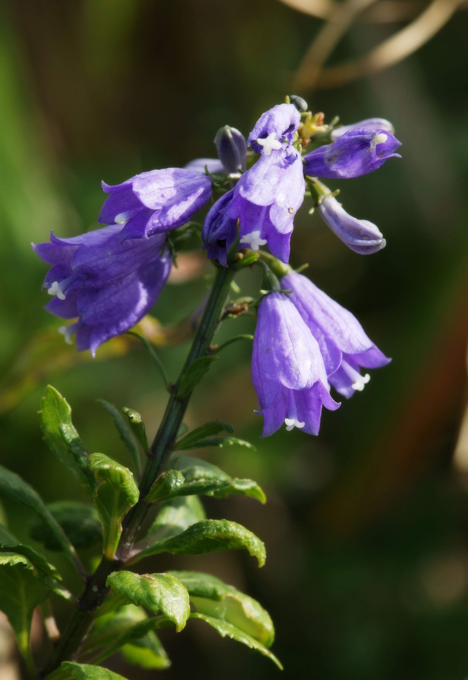 �ʐ^,�f��,����,�t���[,�t�H�g,�N���G�C�e�B�u�E�R�����Y,���i,�ǎ�,�c���K�l�j���W��, ��, �c���K�l�j���W��, �쑐, ��