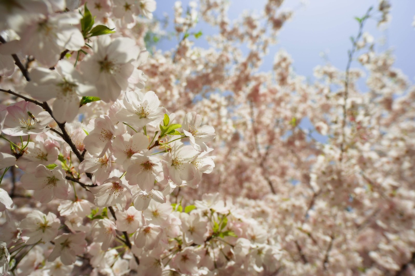 photo,material,free,landscape,picture,stock photo,Creative Commons,A cherry tree in full glory, cherry tree, petal, , 