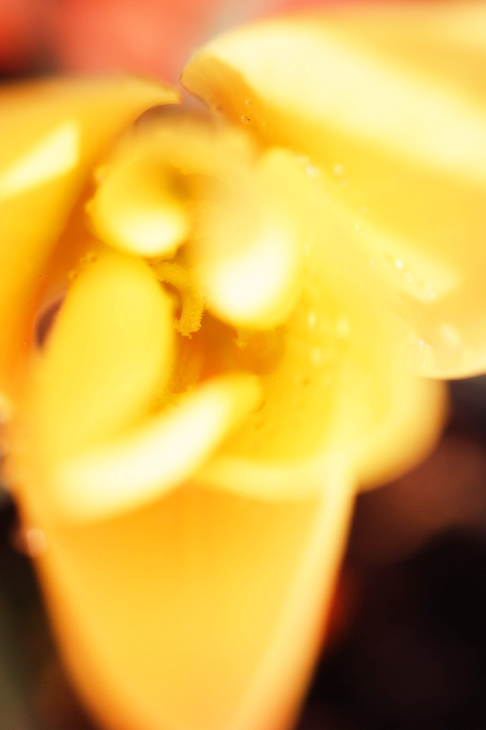 �ʐ^,�f��,����,�t���[,�t�H�g,�N���G�C�e�B�u�E�R�����Y,���i,�ǎ�,�t�̕��o��, ����[�����, �`���[���b�v, ������, �Ԃт�