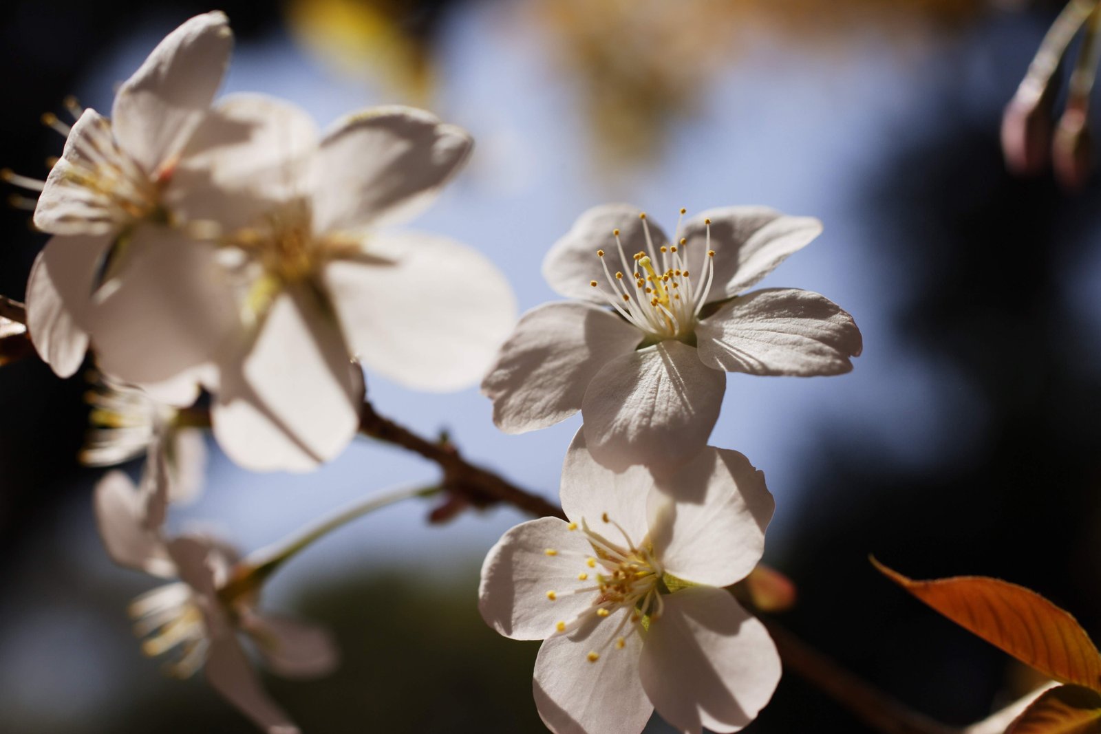 photo,material,free,landscape,picture,stock photo,Creative Commons,A wild cherry tree, cherry tree, petal, ,