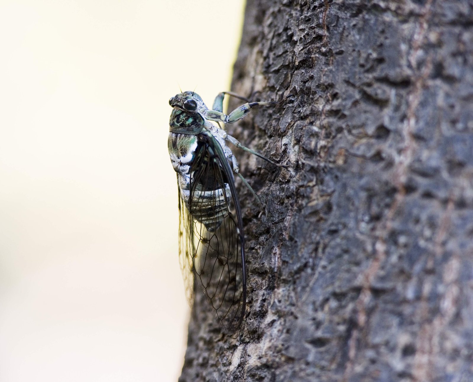 �ʐ^,�f��,����,�t���[,�t�H�g,�N���G�C�e�B�u�E�R�����Y,���i,�ǎ�,�Z�~, �Z�~, ����, ��, ����