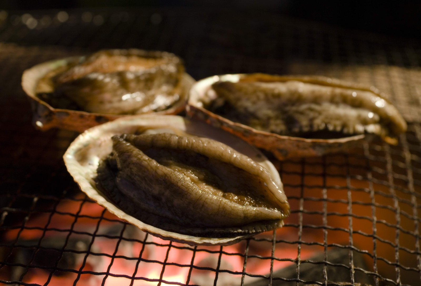 photo,material,free,landscape,picture,stock photo,Creative Commons,The hour of death of an abalone, abalone, , , 