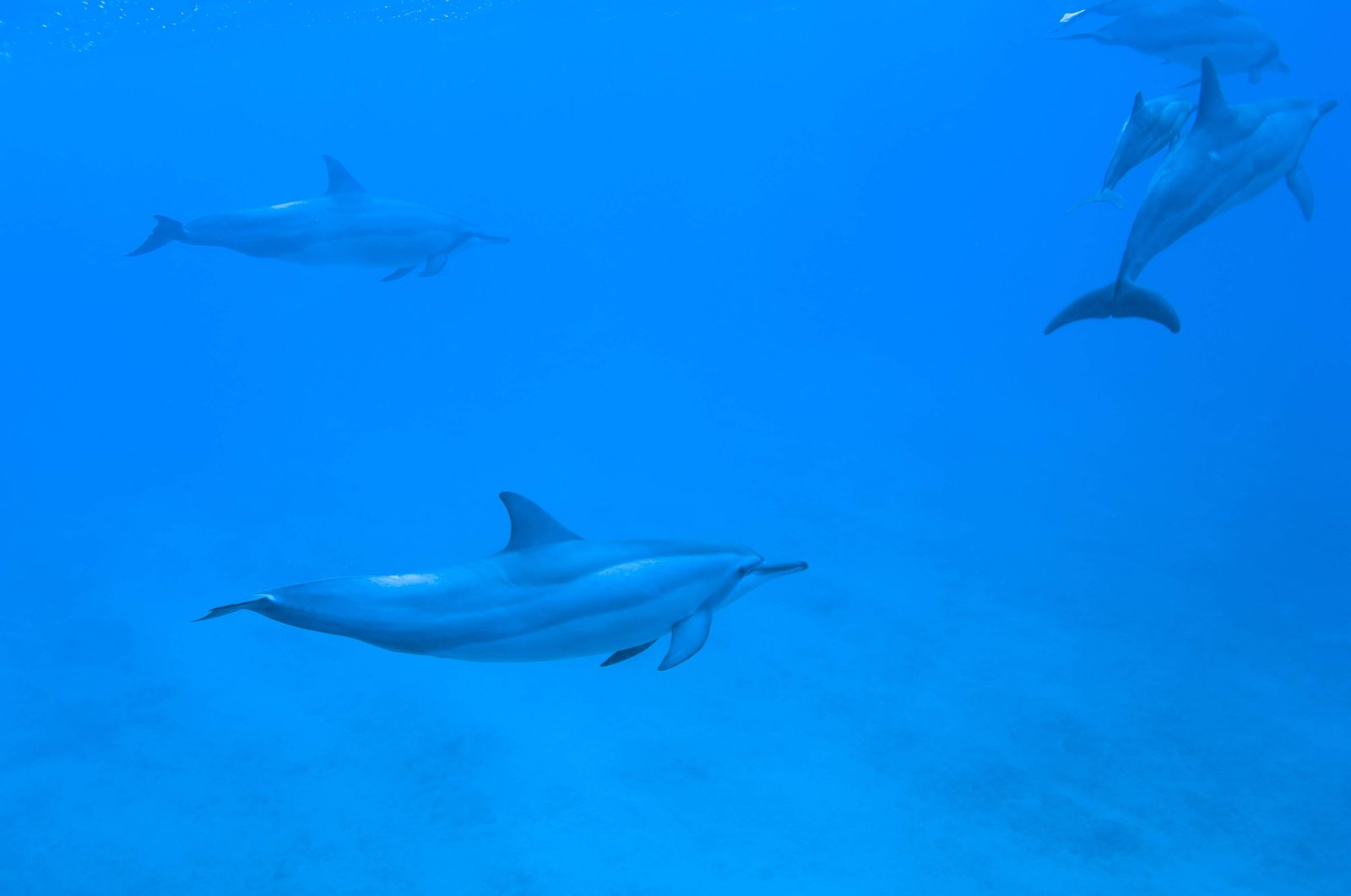 �ʐ^,�f��,����,�t���[,�t�H�g,�N���G�C�e�B�u�E�R�����Y,���i,�ǎ�,�C���J�̌Q��, ���邩, �C���J, �C��, ����