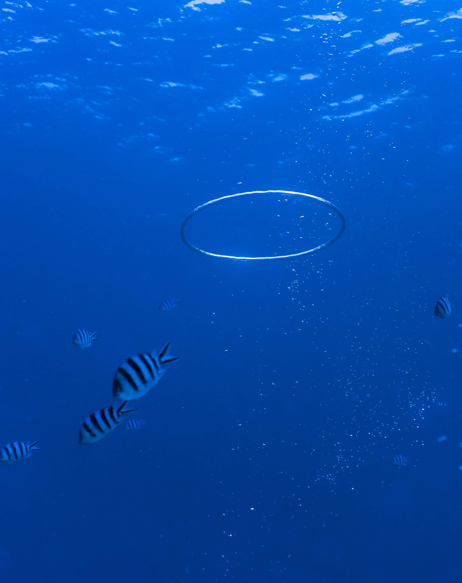 �ʐ^,�f��,����,�t���[,�t�H�g,�N���G�C�e�B�u�E�R�����Y,���i,�ǎ�,�o�u�������O, �A, ���A, �ւ���, �����O