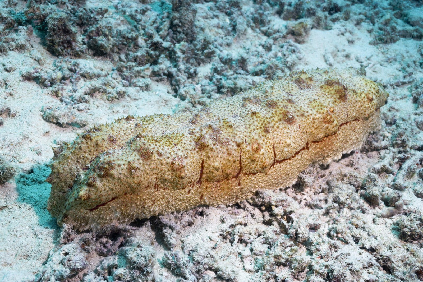 photo,material,free,landscape,picture,stock photo,Creative Commons,A sea cucumber, coral reef, secucumber, Ishigaki-jimIsland,